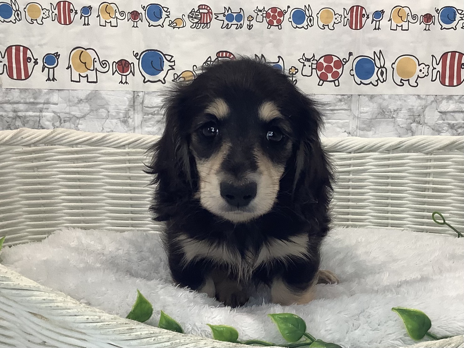 静岡県のミニチュアダックスフンド(ロング) (マルエスペット島田店/2025年10月5日生まれ/女の子/ブラックタン)の子犬の1枚目の画像