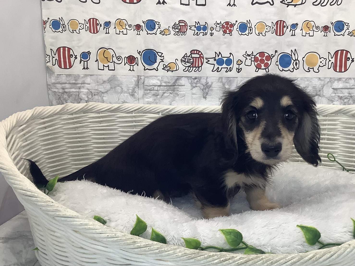 静岡県のミニチュアダックスフンド(ロング) (マルエスペット島田店/2025年10月5日生まれ/女の子/ブラックタン)の子犬の3枚目の画像