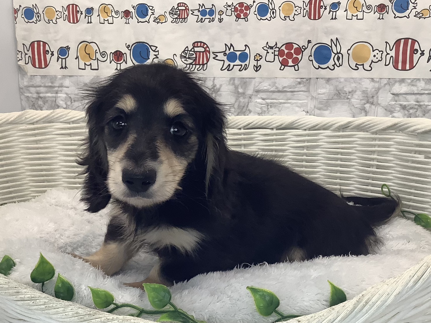 静岡県のミニチュアダックスフンド(ロング) (マルエスペット島田店/2025年10月5日生まれ/女の子/ブラックタン)の子犬の2枚目の画像