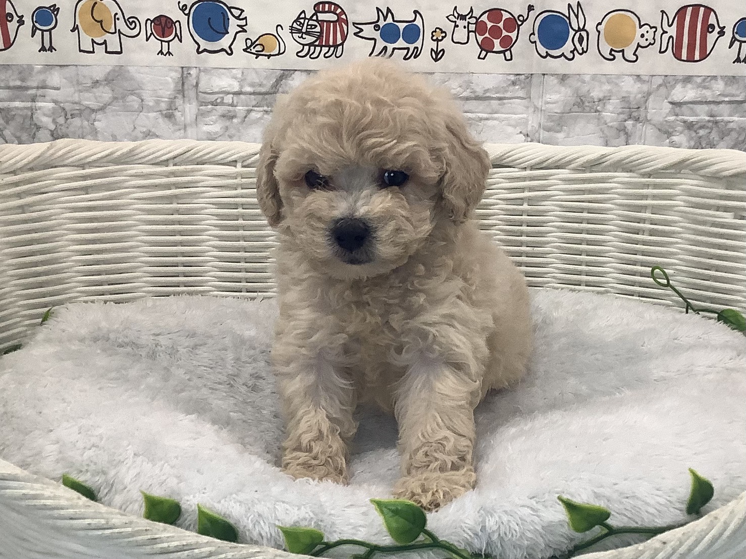 奈良県のトイプードル(トイ) (マルエスペット 富雄店/2025年10月5日生まれ/女の子/クリーム)の子犬の1枚目の画像