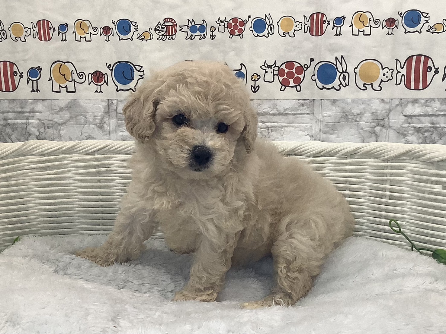 奈良県のトイプードル(トイ) (マルエスペット 富雄店/2025年10月5日生まれ/女の子/クリーム)の子犬の2枚目の画像