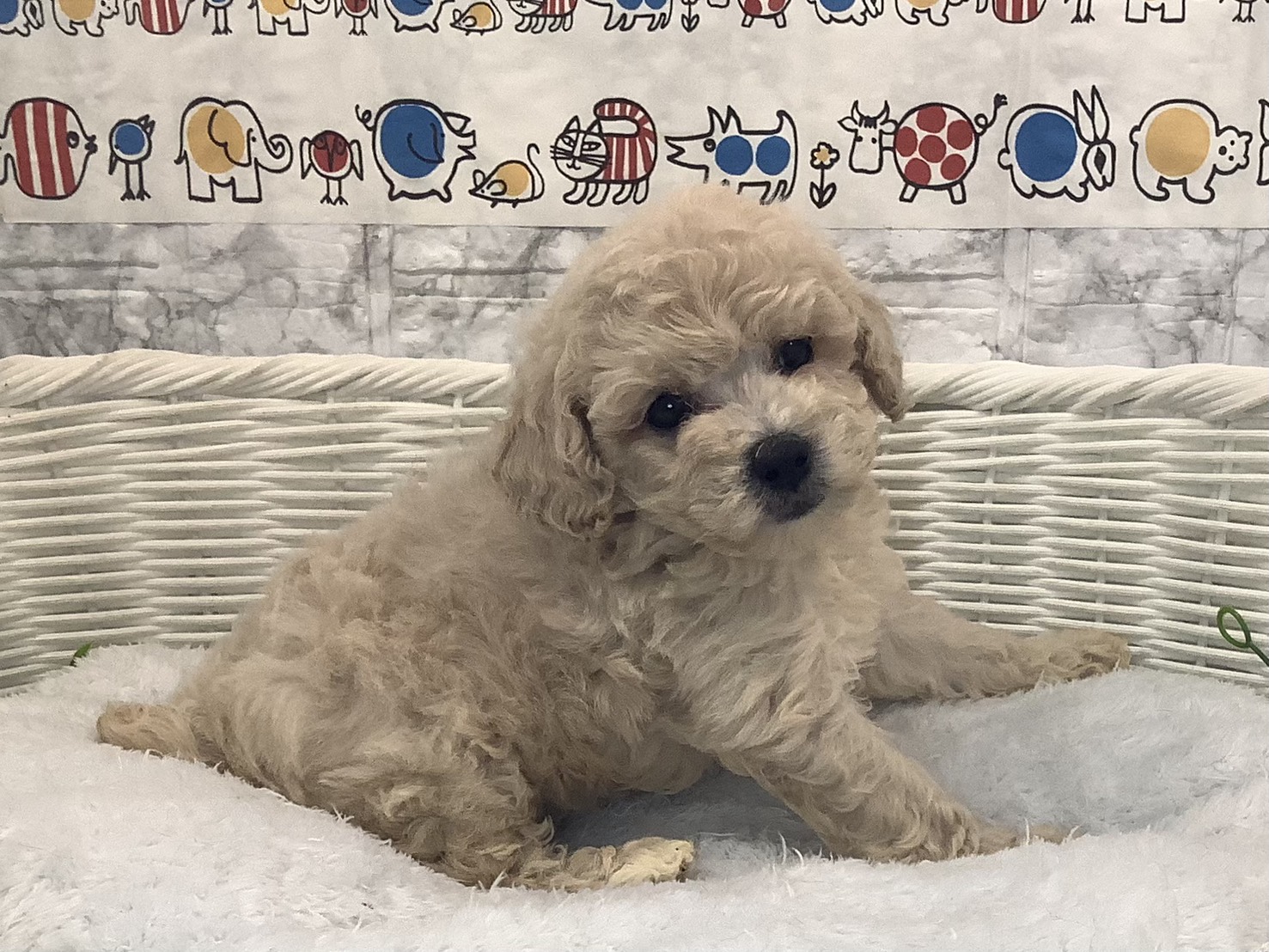 奈良県のトイプードル(トイ) (マルエスペット 富雄店/2025年10月5日生まれ/女の子/クリーム)の子犬の3枚目の画像