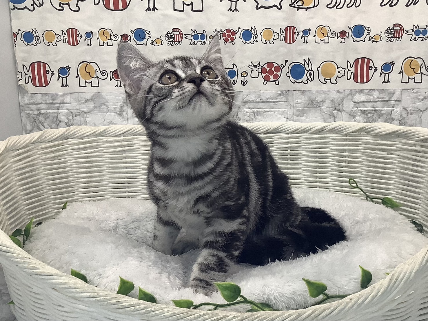 静岡県のアメリカンショートヘアー (マルエスペットホームアシスト店/2025年10月5日生まれ/男の子/シルバータビー)の子猫の3枚目の画像