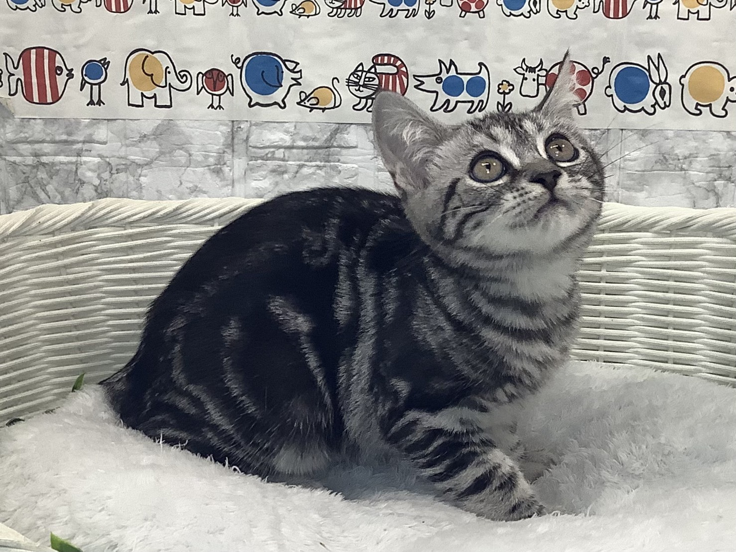 静岡県のアメリカンショートヘアー (マルエスペットホームアシスト店/2025年10月5日生まれ/男の子/シルバータビー)の子猫の2枚目の画像