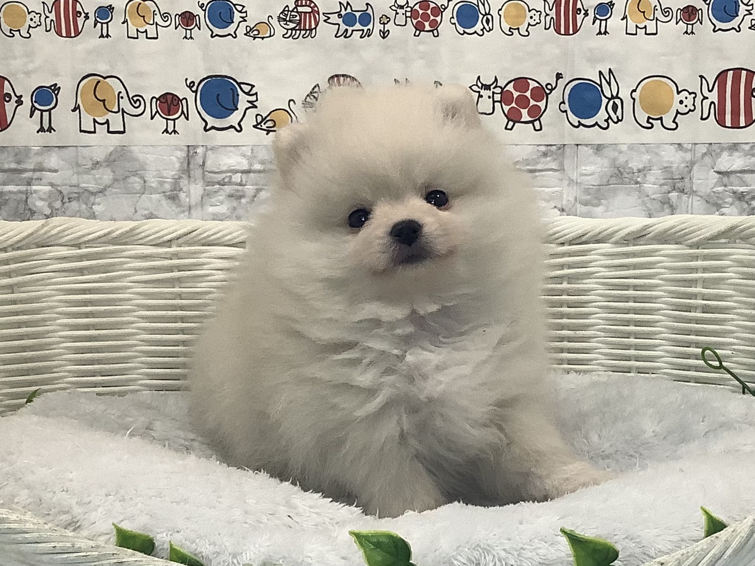 奈良県のポメラニアン (マルエスペット 押熊店/2025年9月23日生まれ/男の子/クリーム)の子犬の1枚目の画像