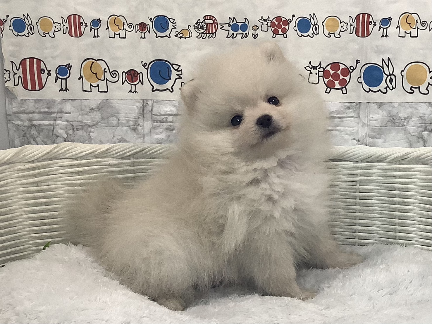 奈良県のポメラニアン (マルエスペット 押熊店/2025年9月23日生まれ/男の子/クリーム)の子犬の3枚目の画像