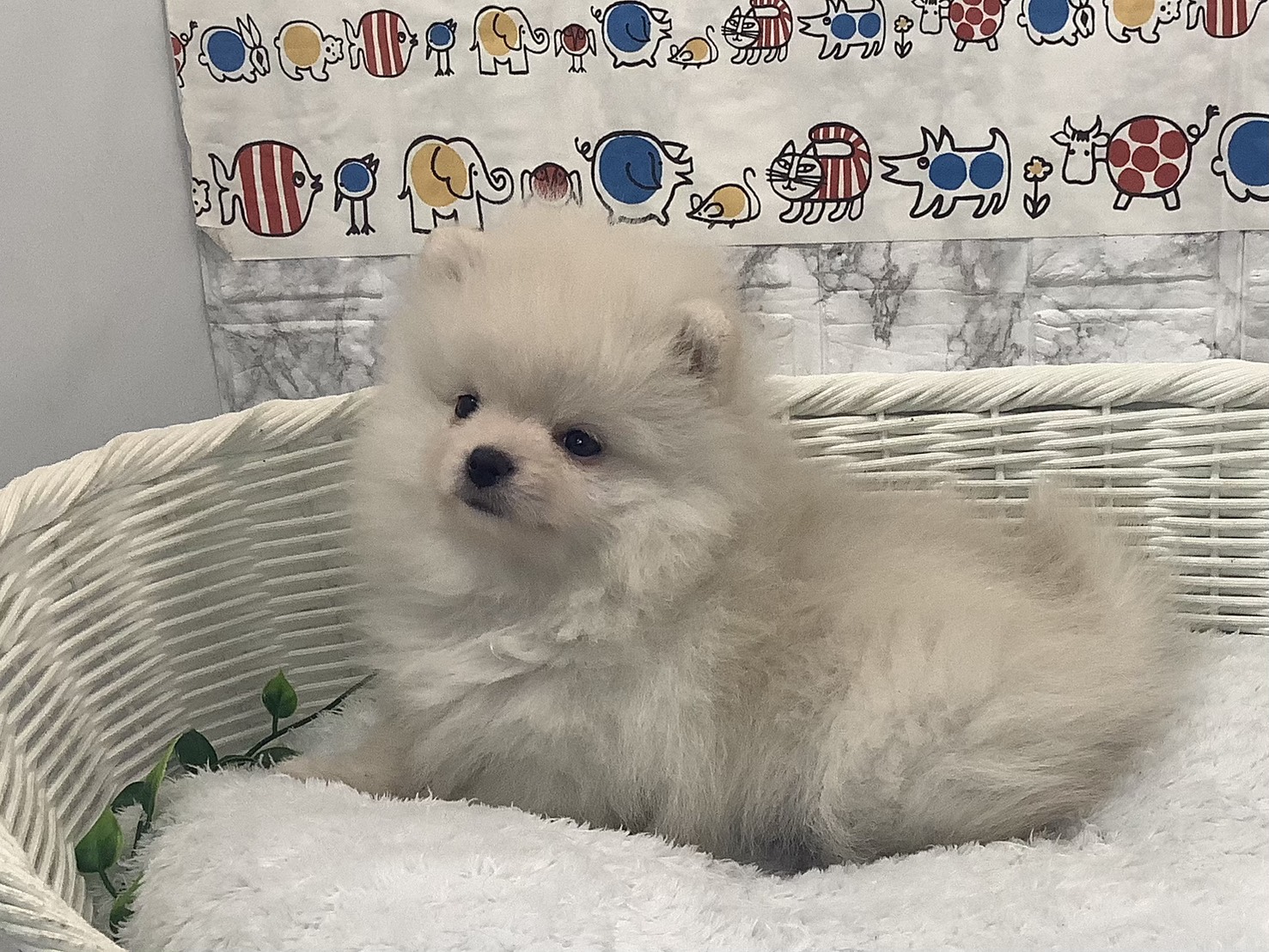 奈良県のポメラニアン (マルエスペット 押熊店/2025年9月23日生まれ/男の子/クリーム)の子犬の2枚目の画像