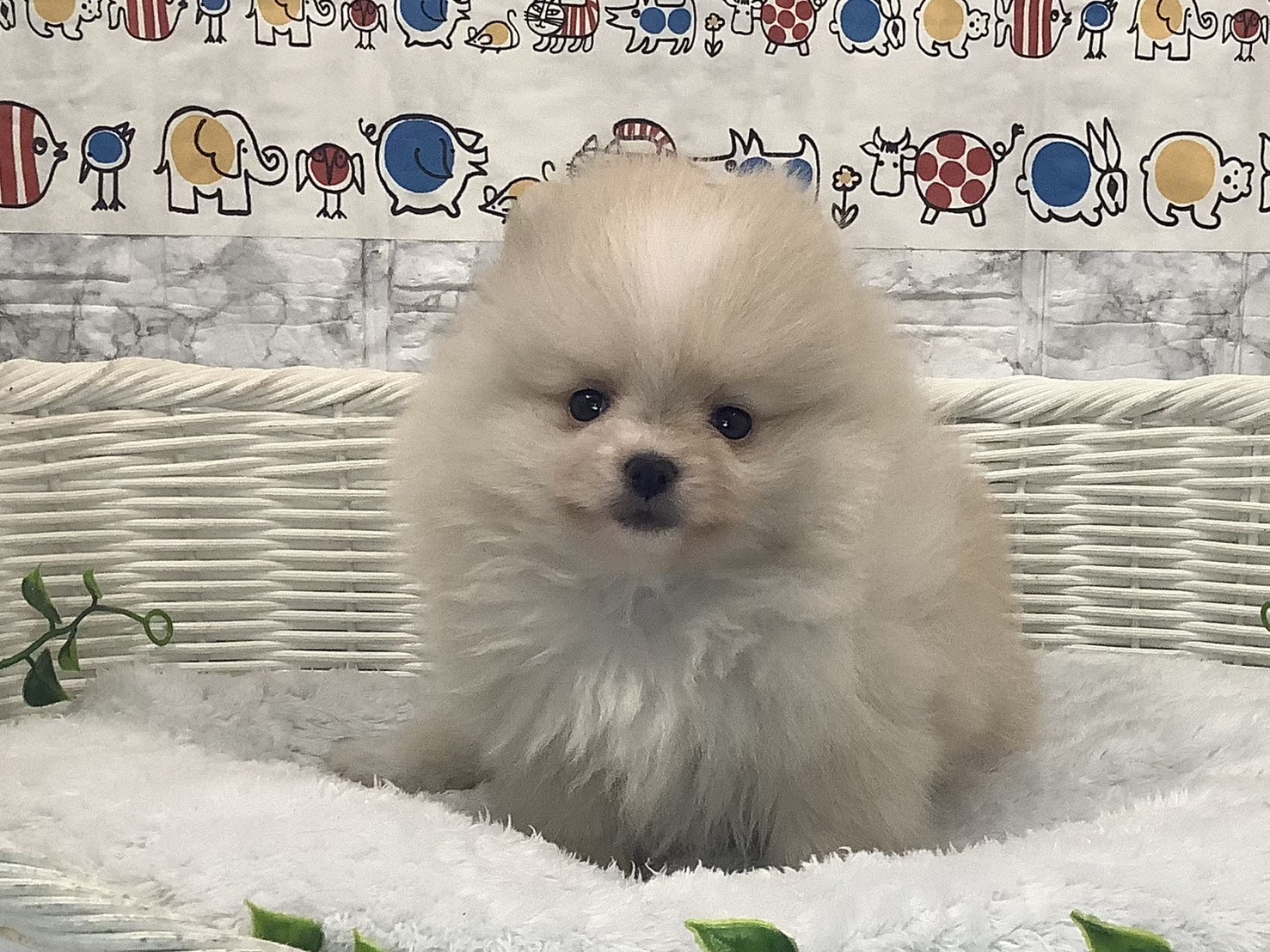 静岡県のポメラニアン (マルエスペット清水駒越店/2025年9月23日生まれ/男の子/クリームホワイト)の子犬の1枚目の画像