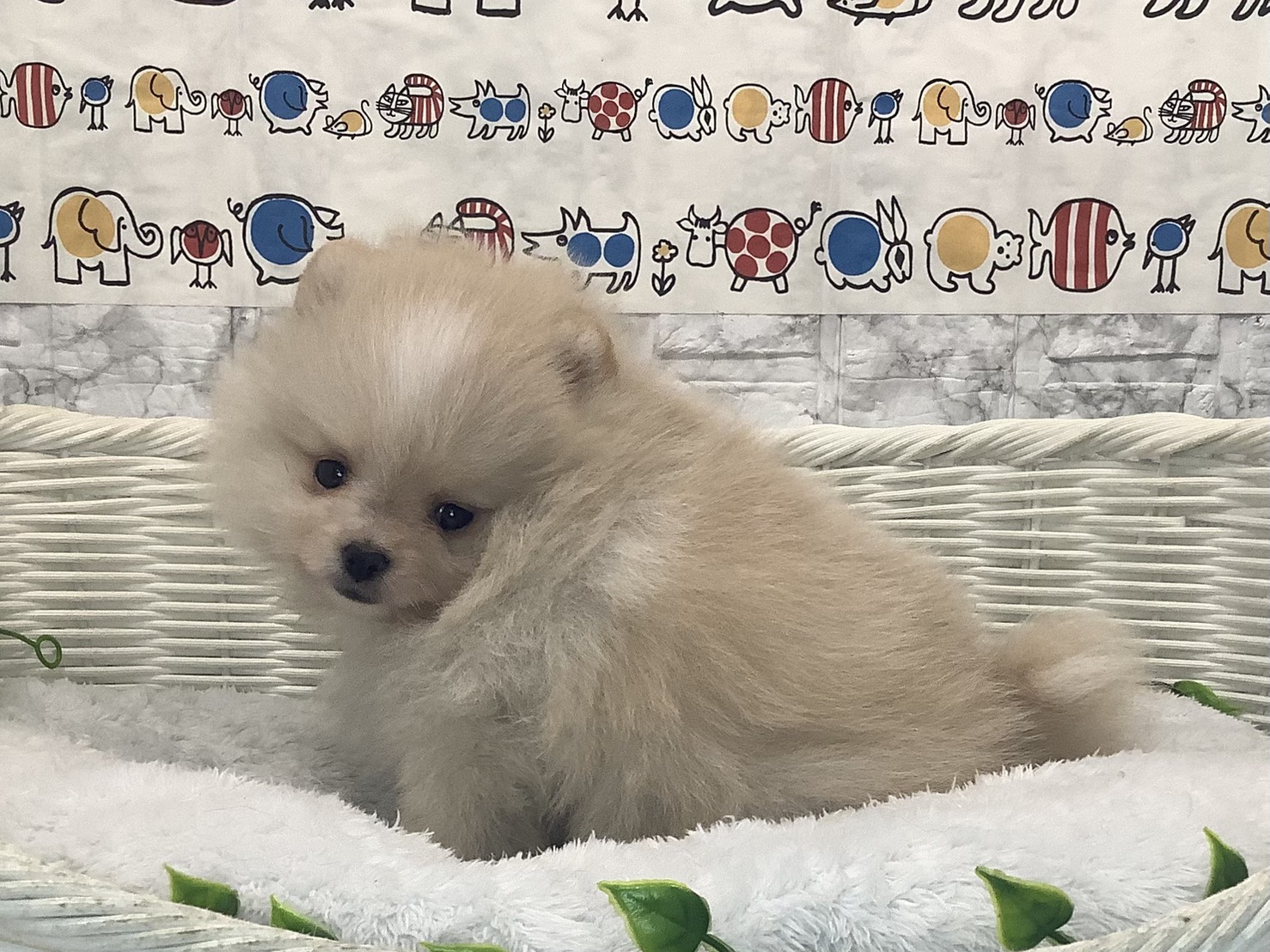 静岡県のポメラニアン (マルエスペット清水駒越店/2025年9月23日生まれ/男の子/クリームホワイト)の子犬の2枚目の画像