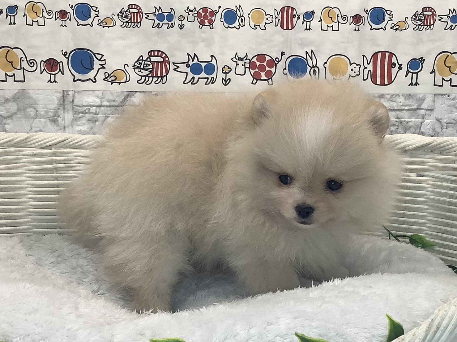 静岡県のポメラニアン (マルエスペット清水駒越店/2025年9月23日生まれ/男の子/クリームホワイト)の子犬の3枚目の画像