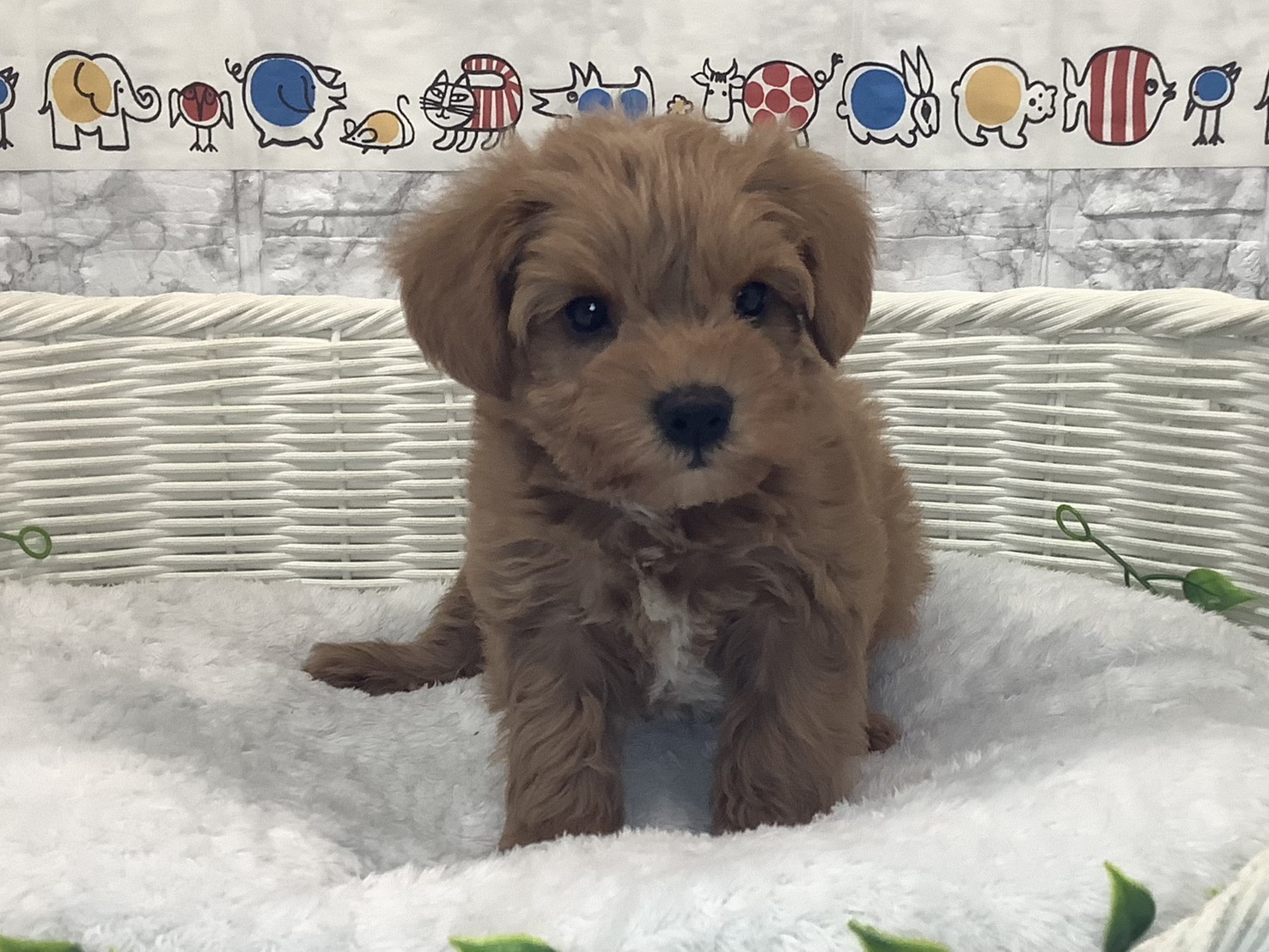 千葉県のシュナプー(シュナウザー×プードル) (マルエスペット千鳥町店/2025年9月28日生まれ/女の子/レッド)の子犬の1枚目の画像