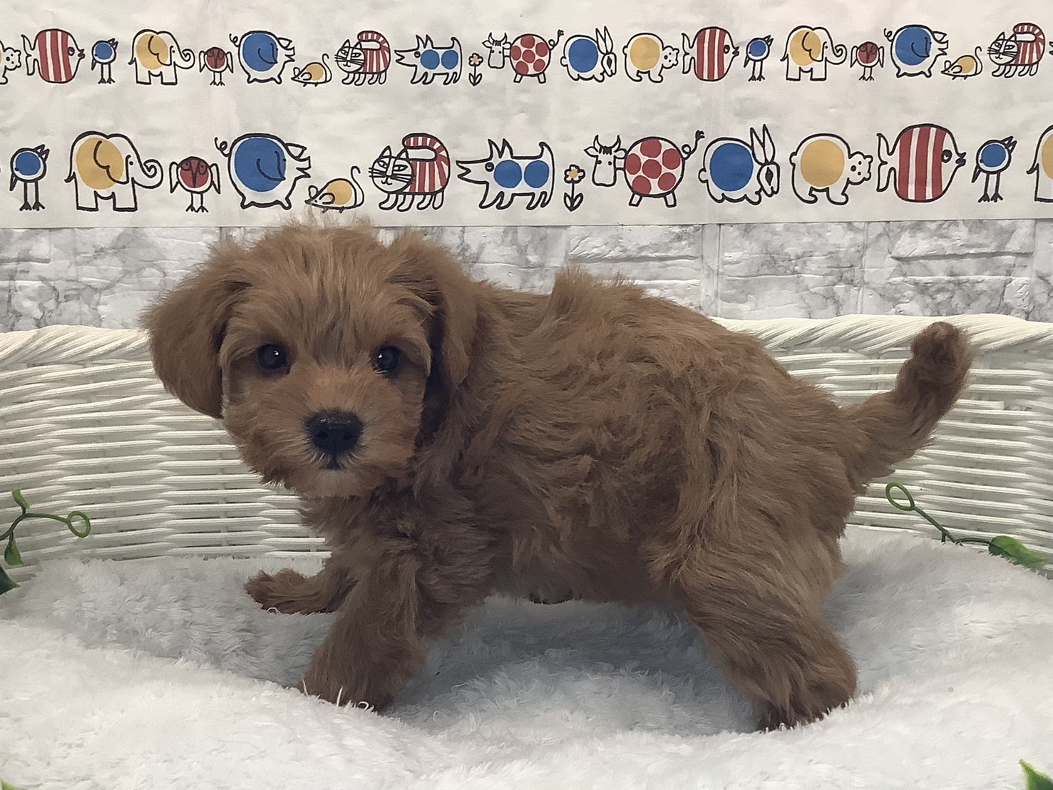 千葉県のシュナプー(シュナウザー×プードル) (マルエスペット千鳥町店/2025年9月28日生まれ/女の子/レッド)の子犬の2枚目の画像