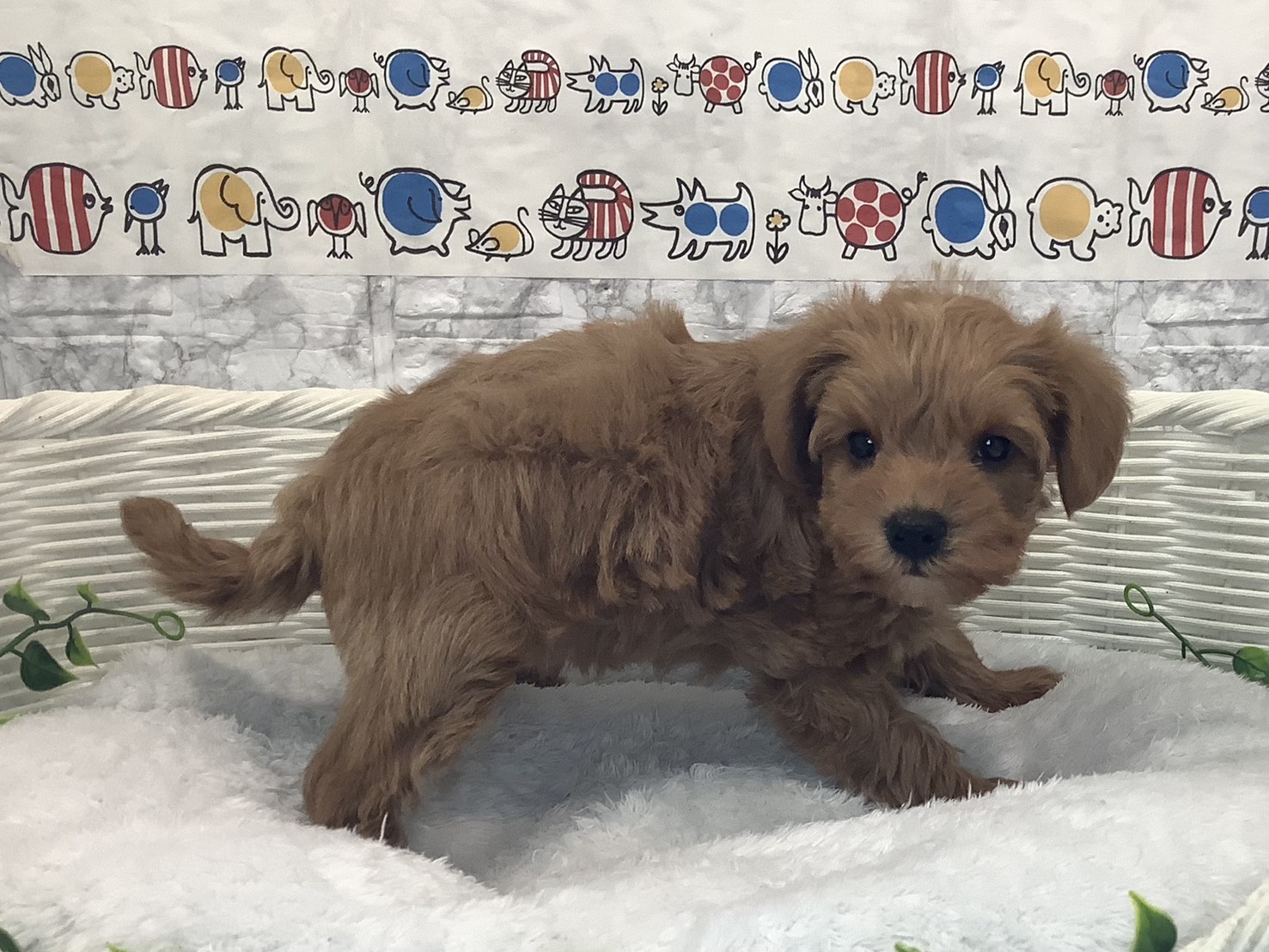 千葉県のシュナプー(シュナウザー×プードル) (マルエスペット千鳥町店/2025年9月28日生まれ/女の子/レッド)の子犬の3枚目の画像