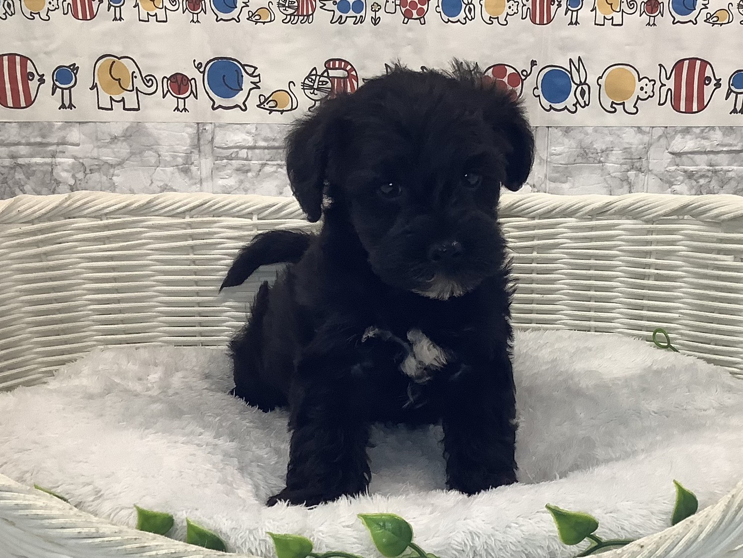 奈良県のシュナプー(シュナウザー×プードル) (マルエスペット いかるが店/2025年9月28日生まれ/男の子/ブラックホワイト)の子犬の1枚目の画像