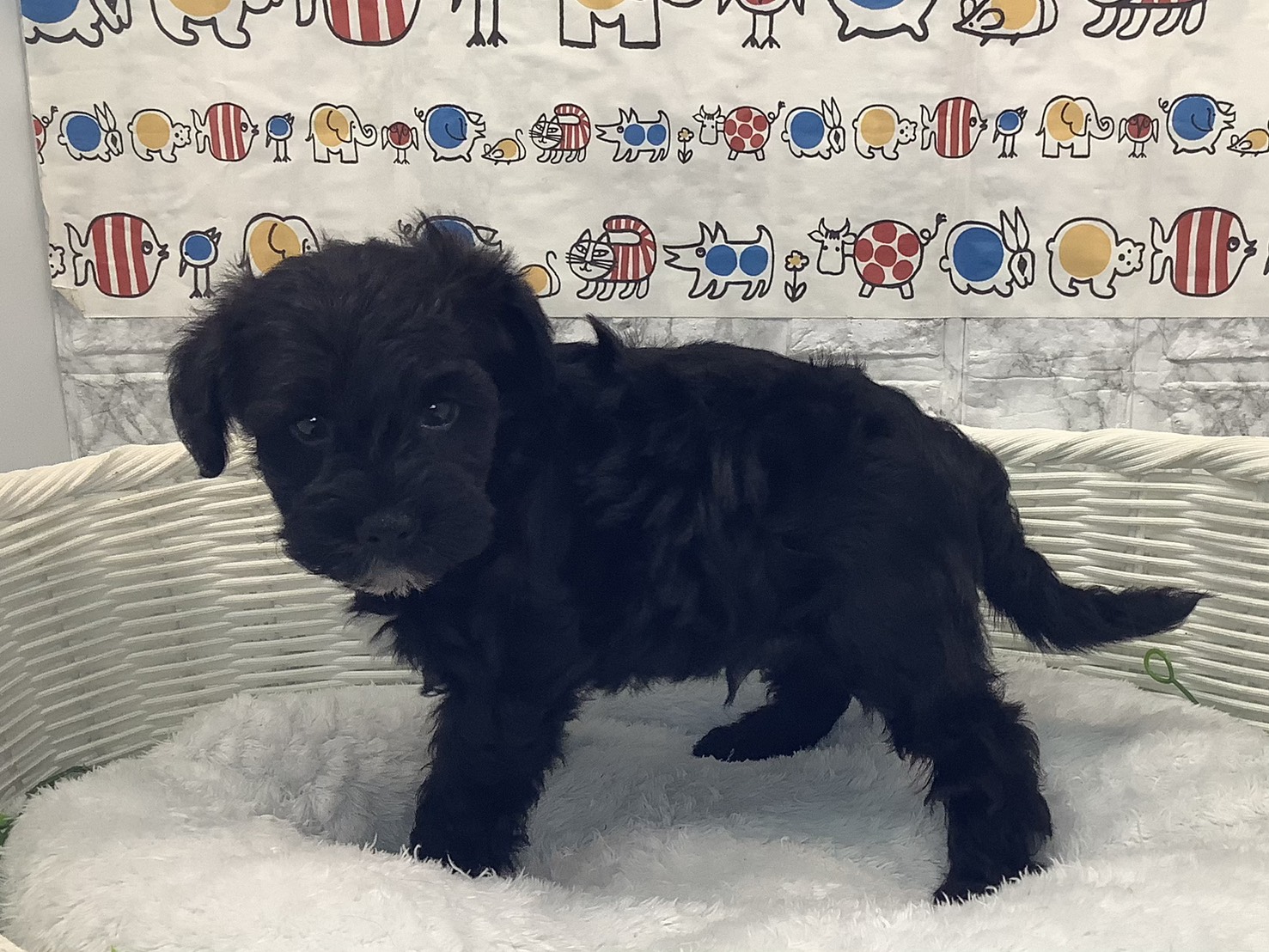 奈良県のシュナプー(シュナウザー×プードル) (マルエスペット いかるが店/2025年9月28日生まれ/男の子/ブラックホワイト)の子犬の3枚目の画像