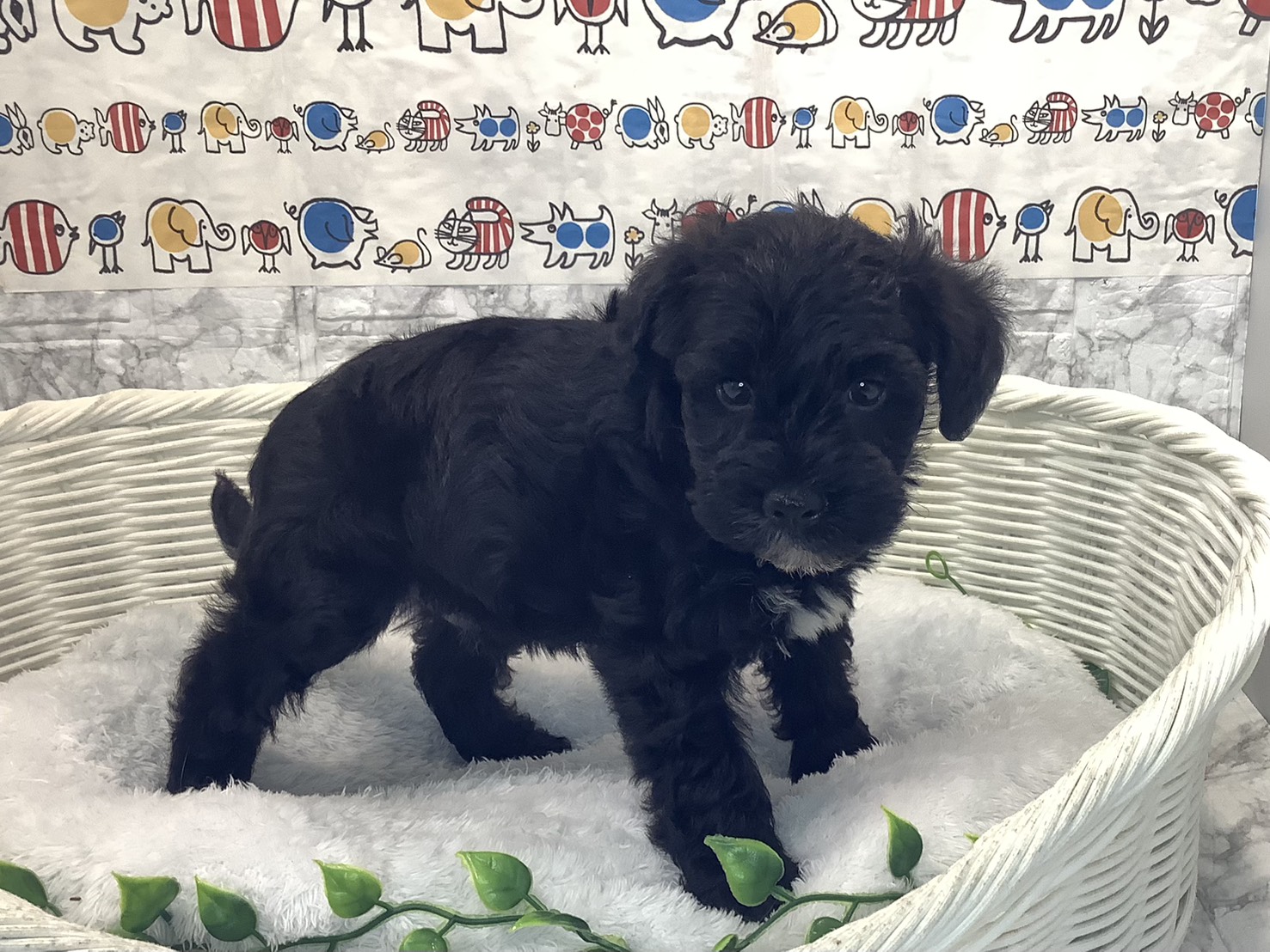 奈良県のシュナプー(シュナウザー×プードル) (マルエスペット いかるが店/2025年9月28日生まれ/男の子/ブラックホワイト)の子犬の2枚目の画像
