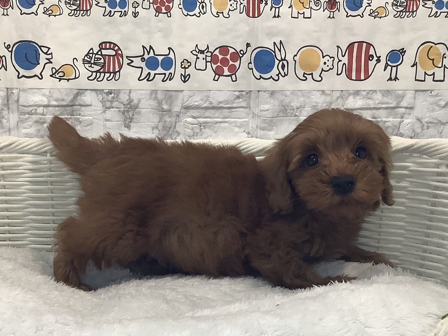 神奈川県のシュナプー(シュナウザー×プードル) (マルエスペット相模大野店/2025年10月4日生まれ/男の子/レッド)の子犬の3枚目の画像