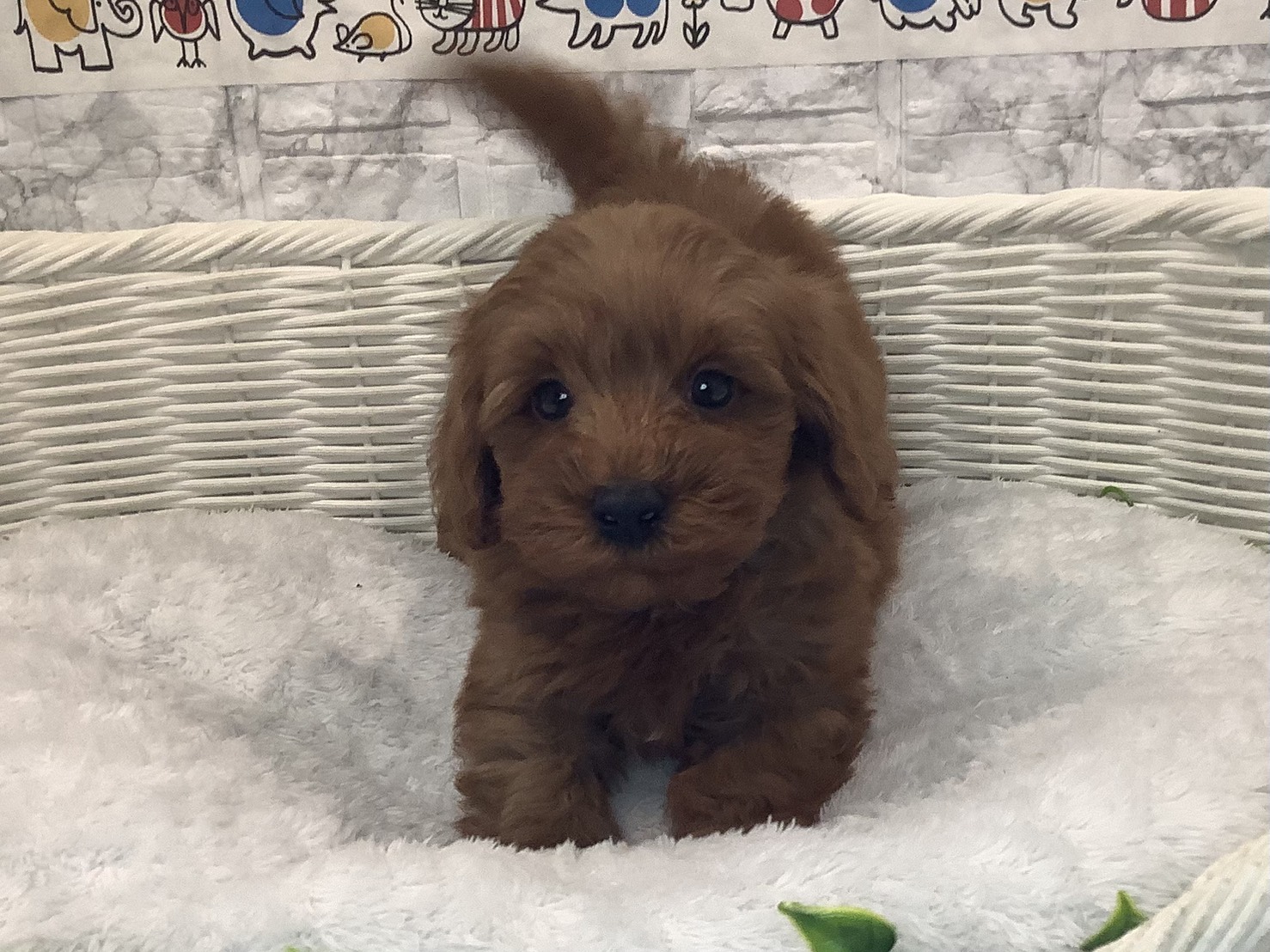 神奈川県のシュナプー(シュナウザー×プードル) (マルエスペット相模大野店/2025年10月4日生まれ/男の子/レッド)の子犬の1枚目の画像