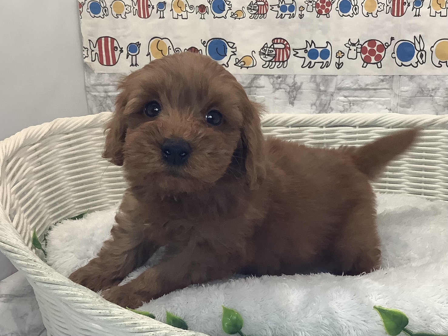 神奈川県のシュナプー(シュナウザー×プードル) (マルエスペット相模大野店/2025年10月4日生まれ/男の子/レッド)の子犬の2枚目の画像