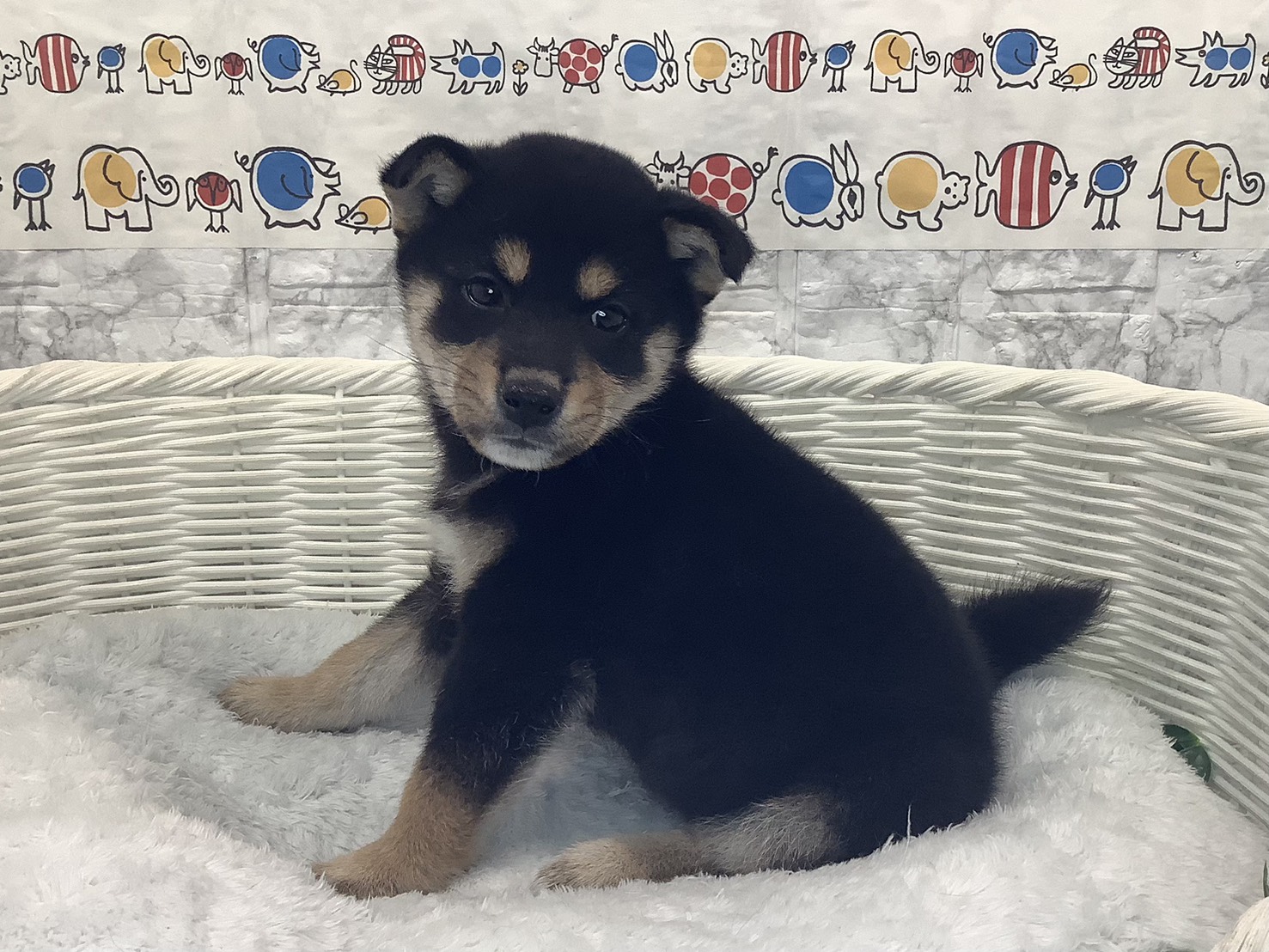 神奈川県の柴犬(標準サイズ) (マルエスペット湯河原店/2025年10月5日生まれ/男の子/黒)の子犬の2枚目の画像