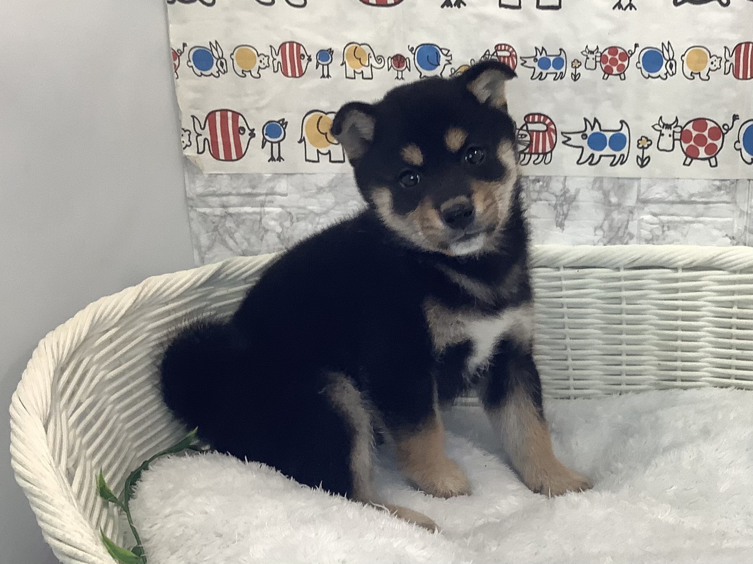 神奈川県の柴犬(標準サイズ) (マルエスペット湯河原店/2025年10月5日生まれ/男の子/黒)の子犬の3枚目の画像