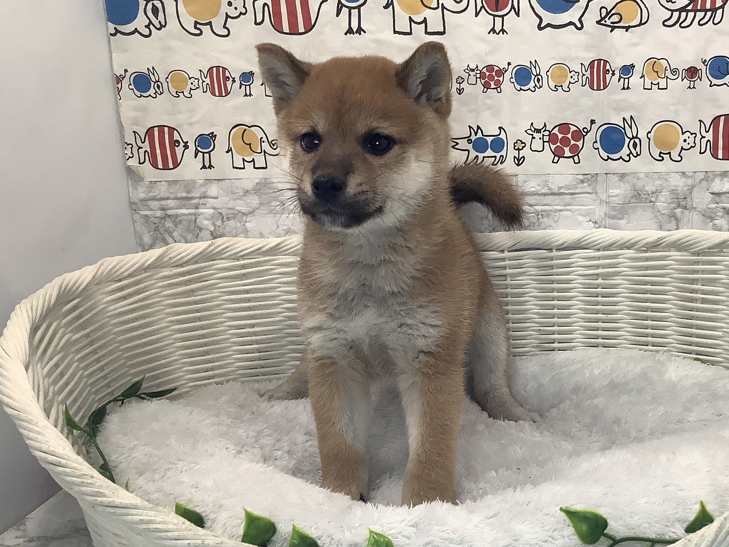 静岡県の柴犬(標準サイズ) (マルエスペット清水駒越店/2025年10月5日生まれ/男の子/赤)の子犬の1枚目の画像
