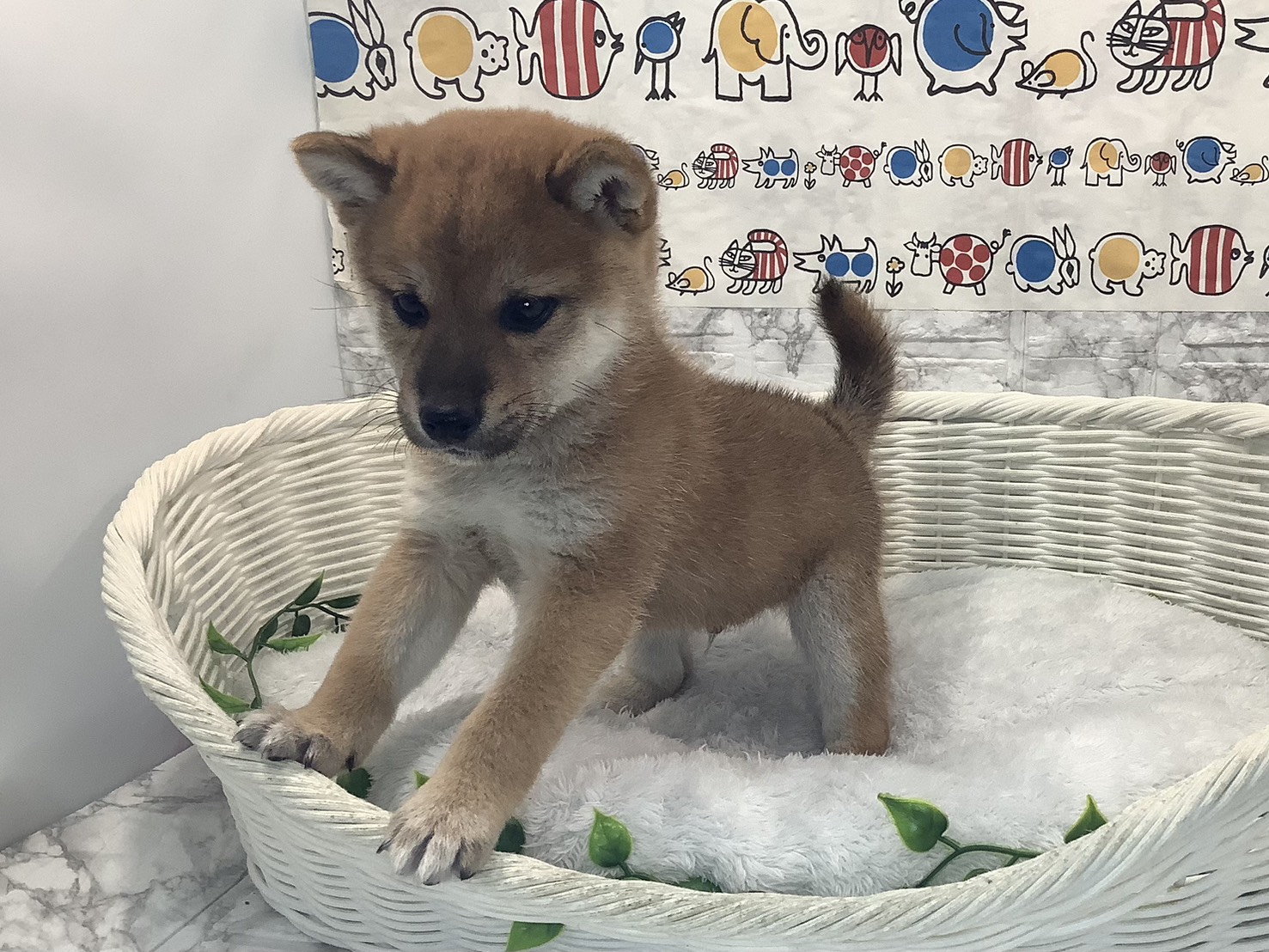 静岡県の柴犬(標準サイズ) (マルエスペット清水駒越店/2025年10月5日生まれ/男の子/赤)の子犬の2枚目の画像
