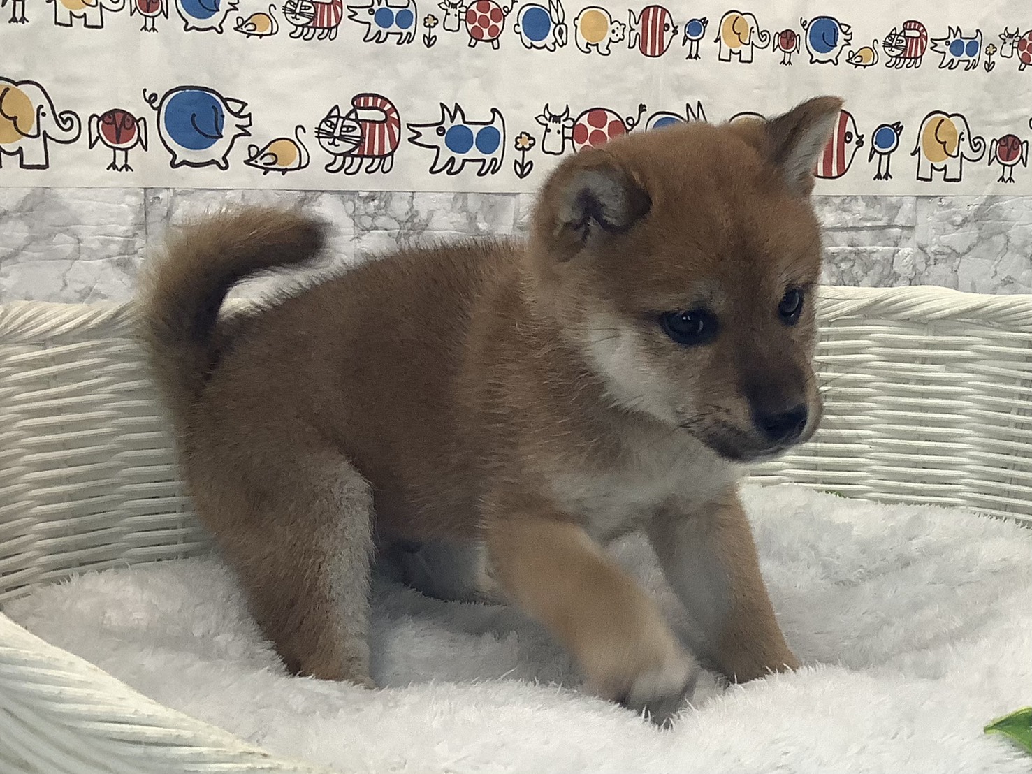 静岡県の柴犬(標準サイズ) (マルエスペット清水駒越店/2025年10月5日生まれ/男の子/赤)の子犬の3枚目の画像