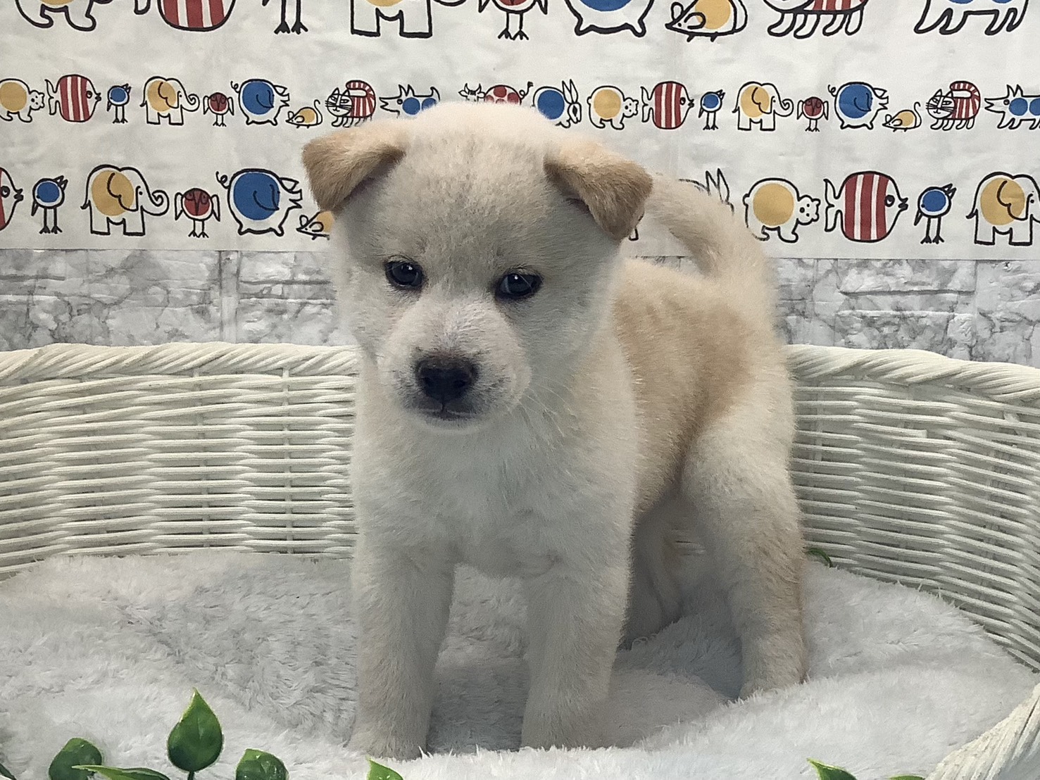 奈良県の柴犬(標準サイズ) (マルエスペット 奈良店/2025年10月5日生まれ/男の子/白)の子犬の1枚目の画像