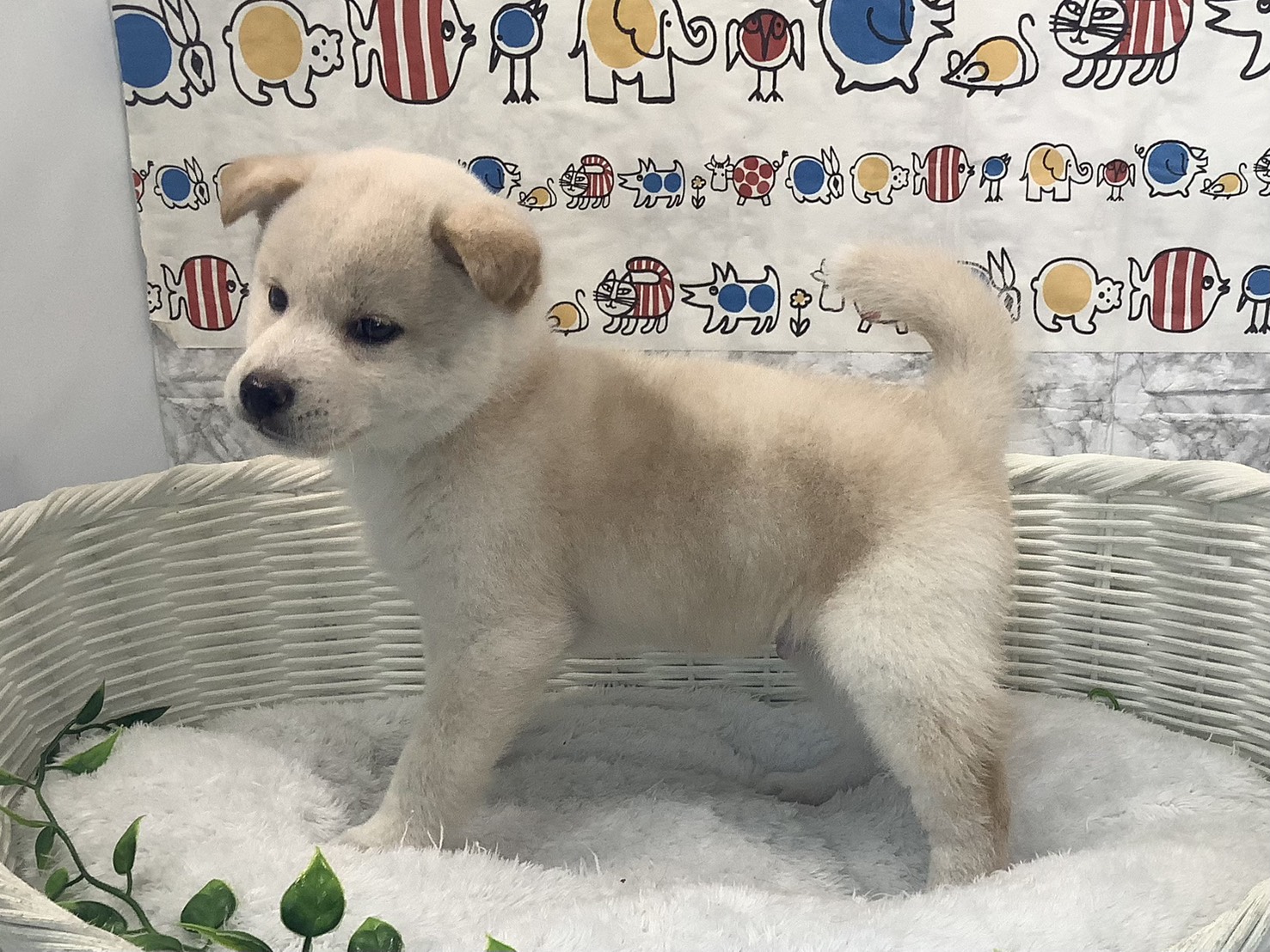 奈良県の柴犬(標準サイズ) (マルエスペット 奈良店/2025年10月5日生まれ/男の子/白)の子犬の3枚目の画像