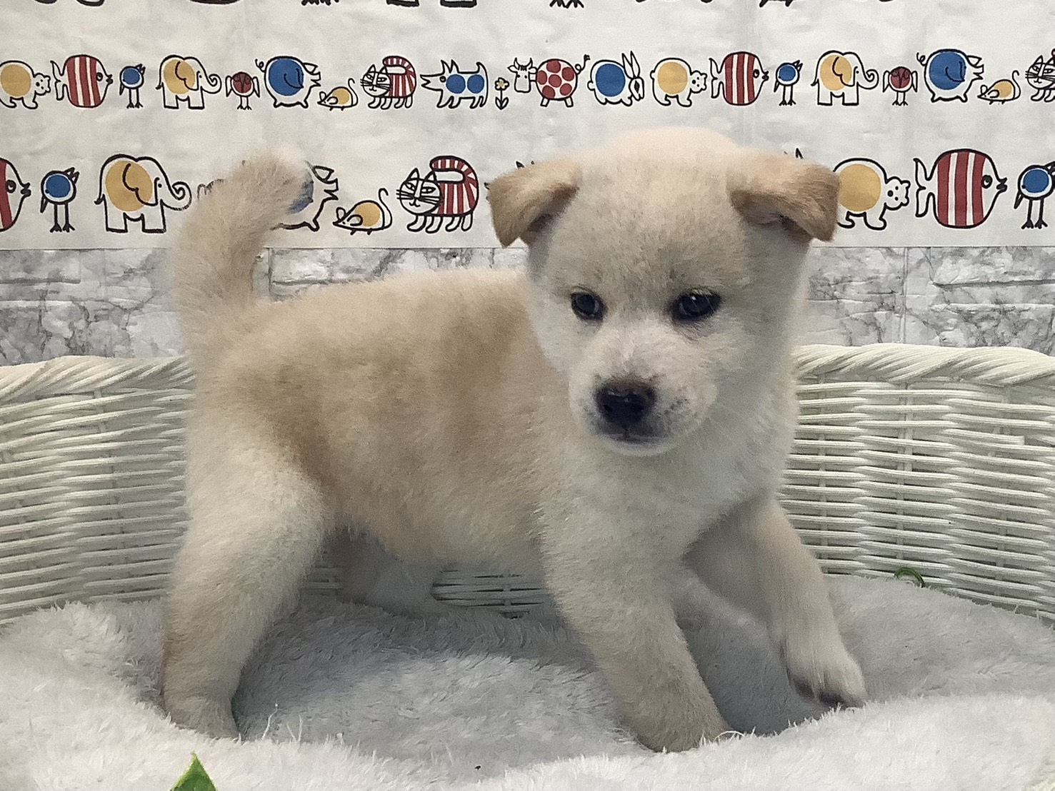 奈良県の柴犬(標準サイズ) (マルエスペット 奈良店/2025年10月5日生まれ/男の子/白)の子犬の2枚目の画像