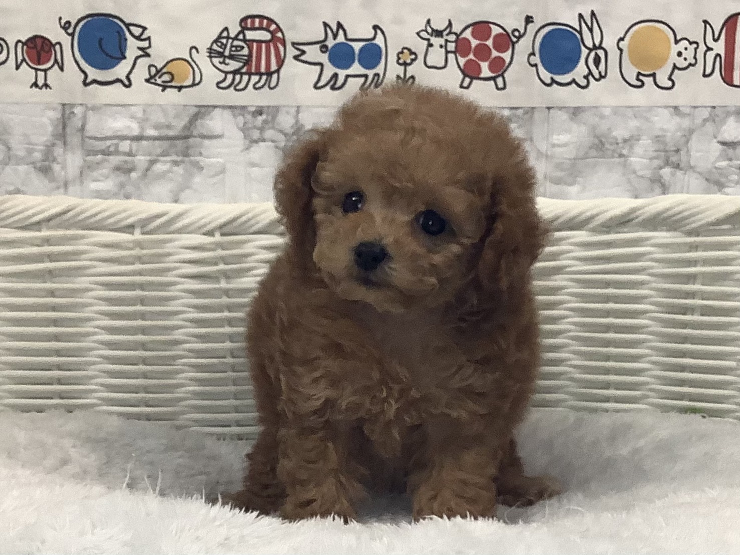 愛知県のトイプードル(トイ) (ペッツワン稲沢ハーモニーランド店/2025年10月6日生まれ/男の子/オレンジフォーン)の子犬の1枚目の画像