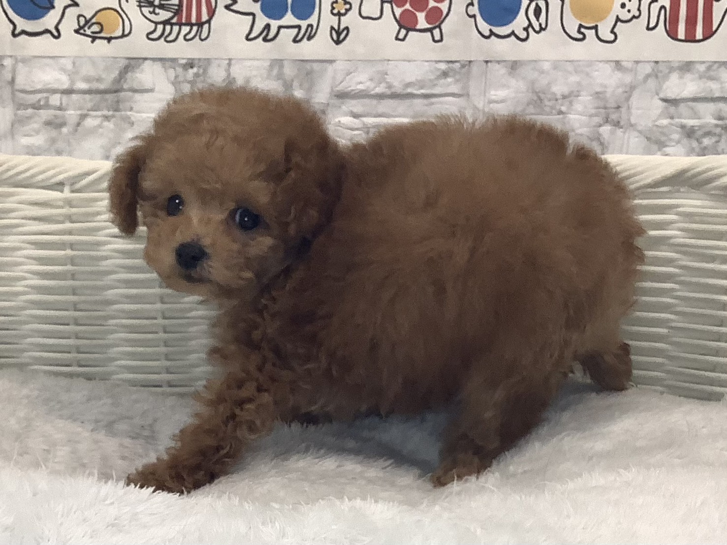 愛知県のトイプードル(トイ) (ペッツワン稲沢ハーモニーランド店/2025年10月6日生まれ/男の子/オレンジフォーン)の子犬の3枚目の画像
