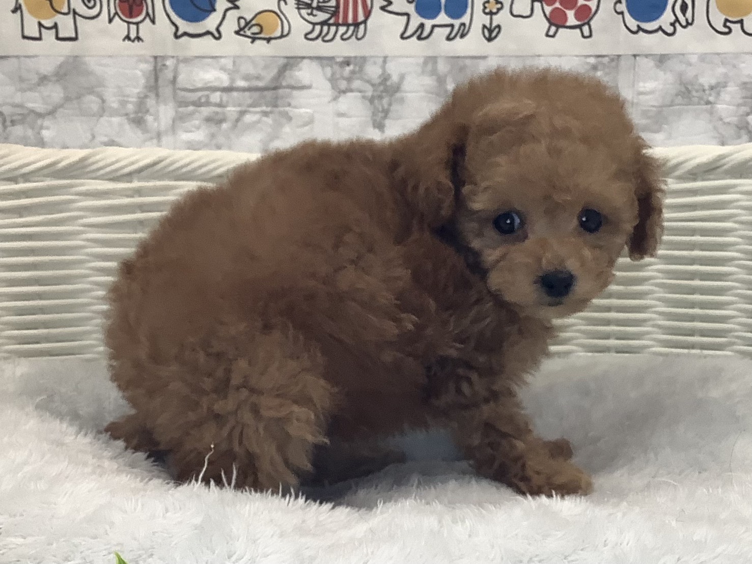 愛知県のトイプードル(トイ) (ペッツワン稲沢ハーモニーランド店/2025年10月6日生まれ/男の子/オレンジフォーン)の子犬の2枚目の画像