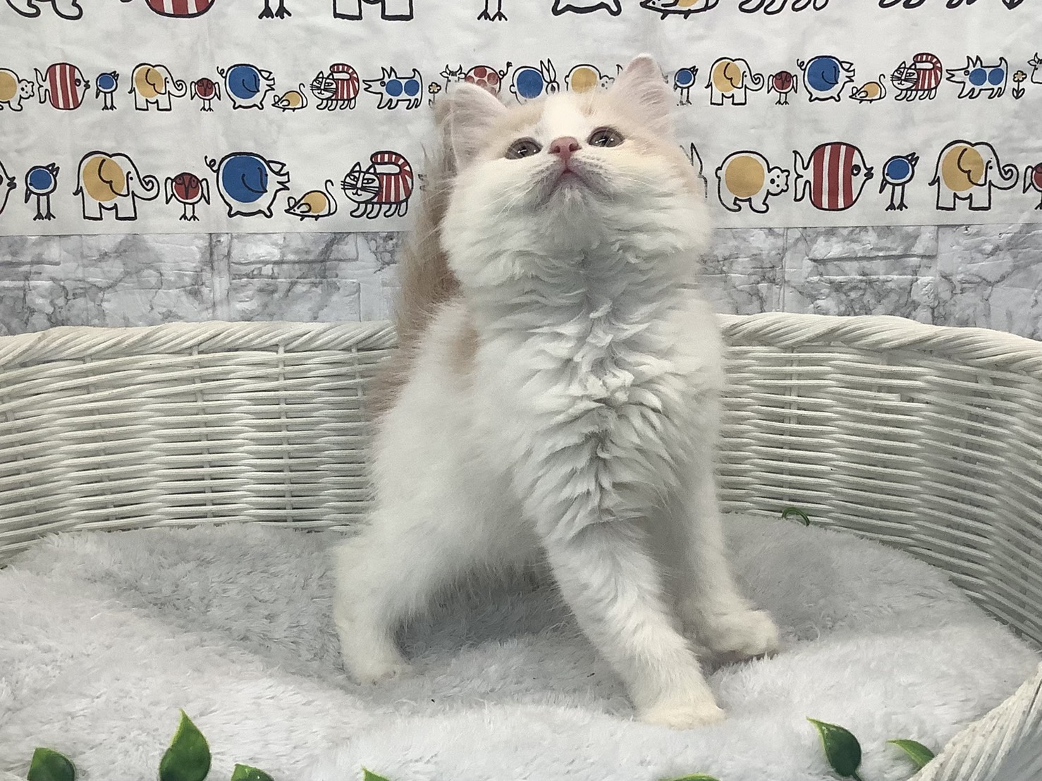 奈良県のマンチカン (マルエスペット はんな店/2025年9月28日生まれ/男の子/クリームタビーホワイト)の子猫の3枚目の画像