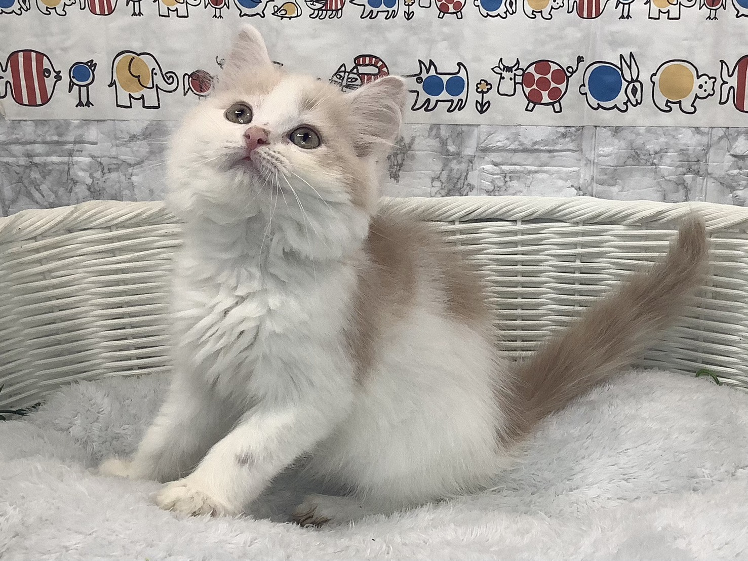 奈良県のマンチカン (マルエスペット はんな店/2025年9月28日生まれ/男の子/クリームタビーホワイト)の子猫の2枚目の画像