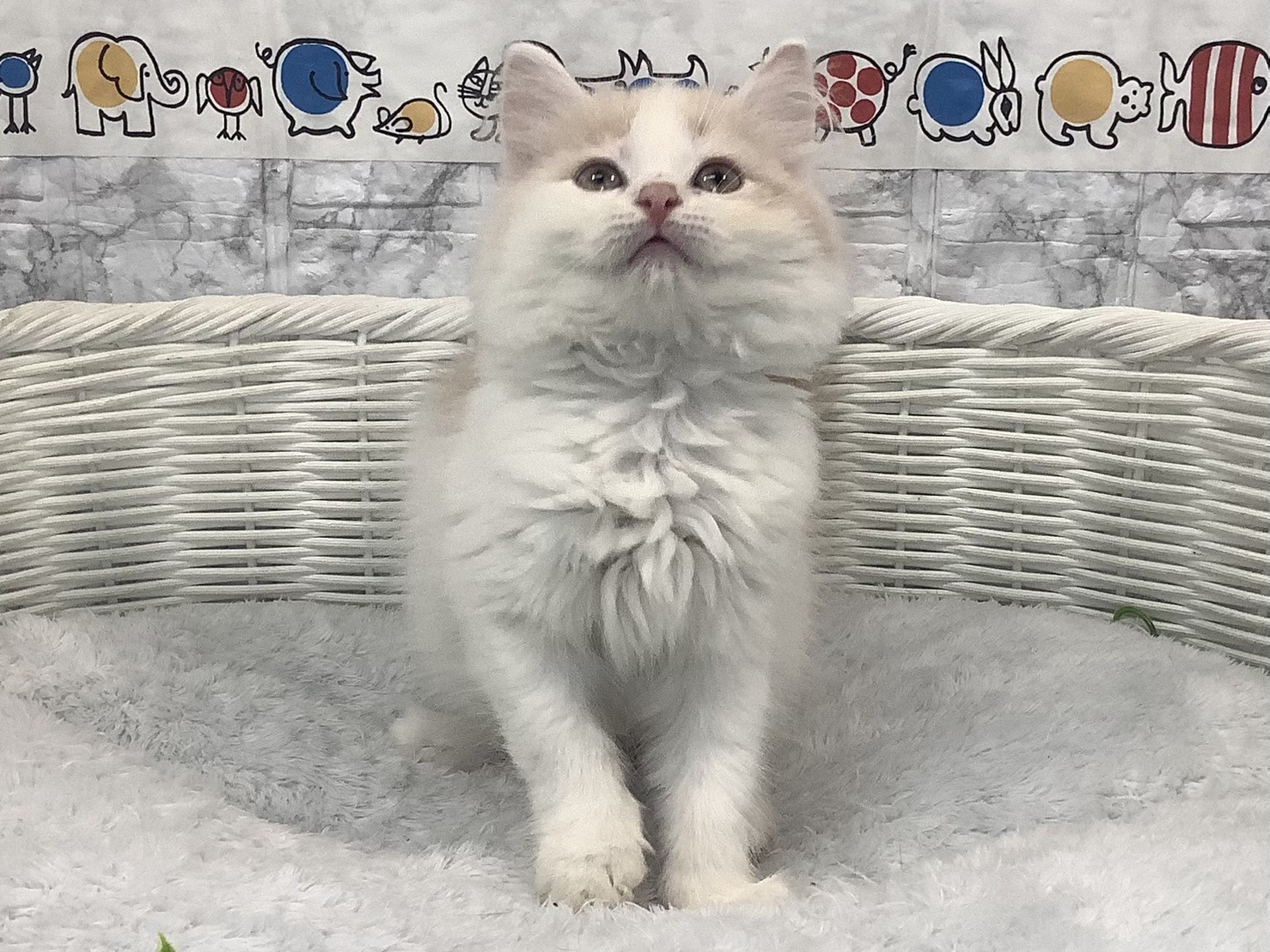 奈良県のマンチカン (マルエスペット はんな店/2025年9月28日生まれ/男の子/クリームタビーホワイト)の子猫の1枚目の画像