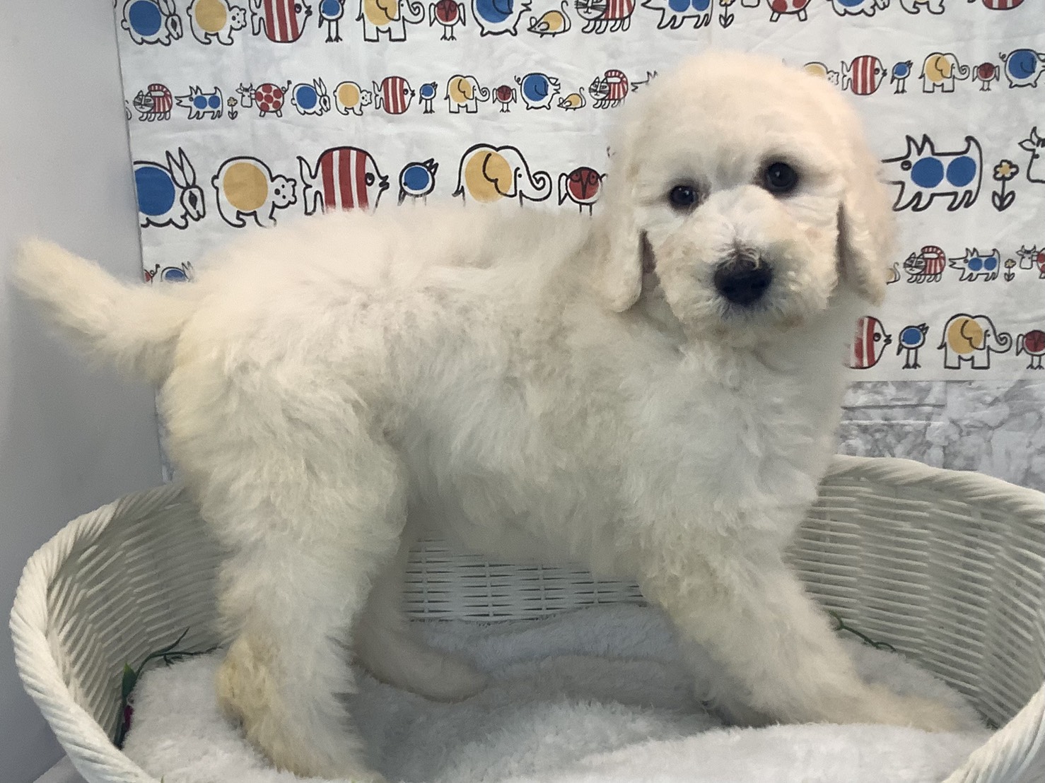 愛知県のスタンダードプードル (ペッツワン稲沢ハーモニーランド店/2025年10月2日生まれ/女の子/ホワイト)の子犬の2枚目の画像