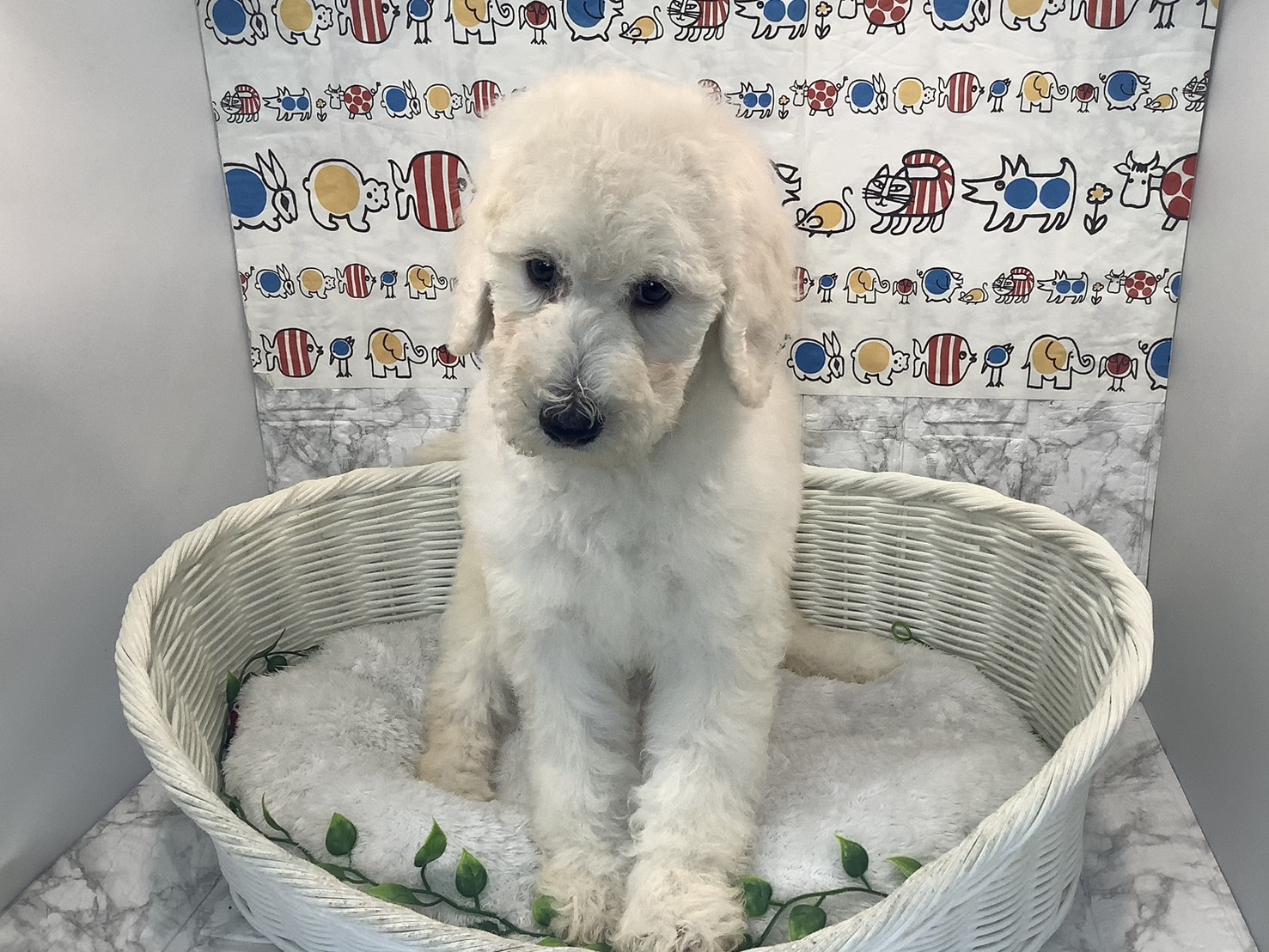 愛知県のスタンダードプードル (ペッツワン稲沢ハーモニーランド店/2025年10月2日生まれ/女の子/ホワイト)の子犬の1枚目の画像