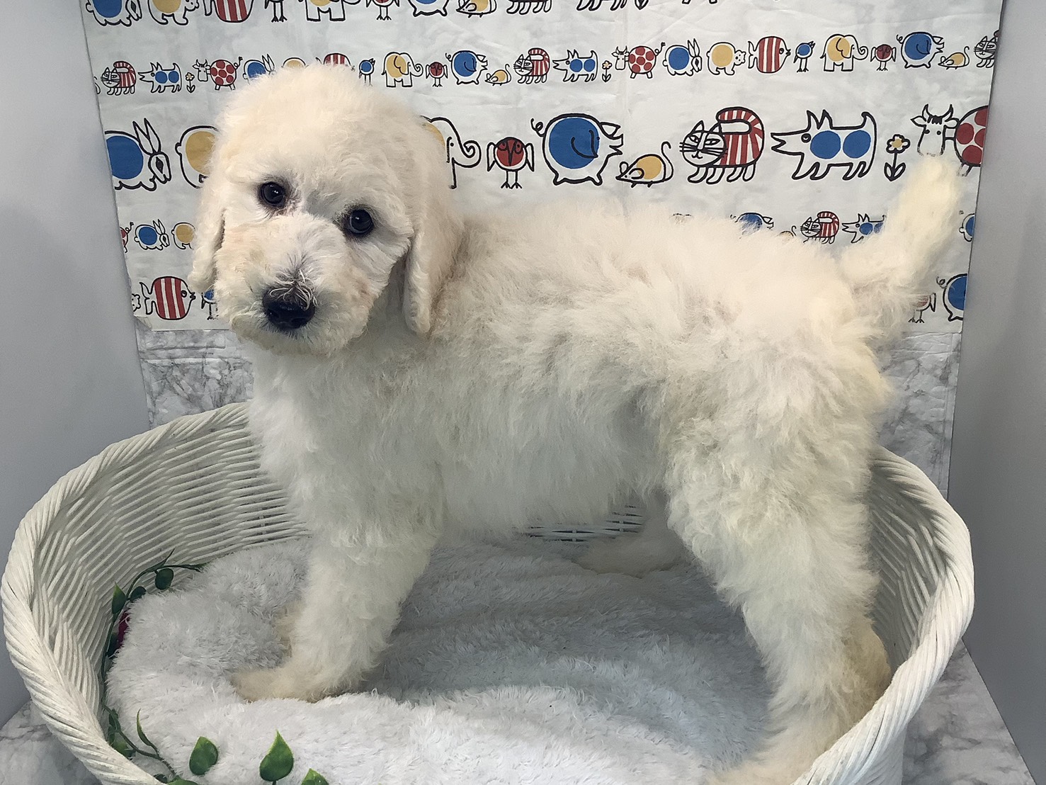 愛知県のスタンダードプードル (ペッツワン稲沢ハーモニーランド店/2025年10月2日生まれ/女の子/ホワイト)の子犬の3枚目の画像