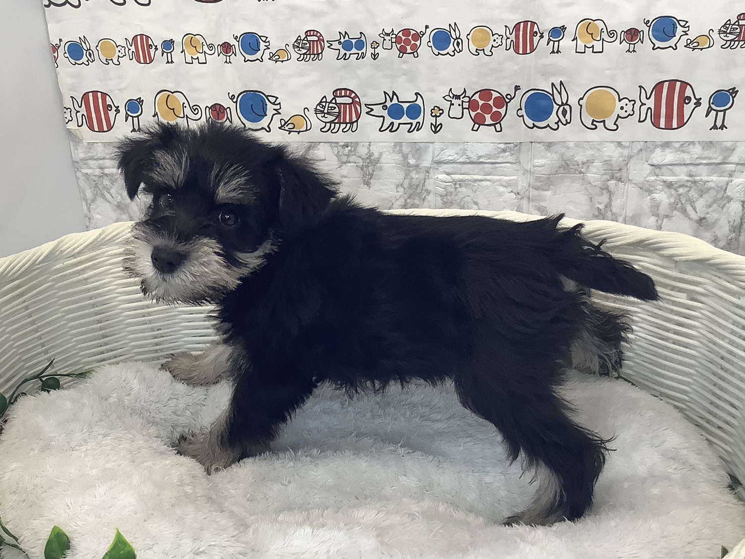 愛知県のミニチュアシュナウザー (ペッツワン岡崎美合店/2025年10月5日生まれ/男の子/ブラックシルバー)の子犬の2枚目の画像