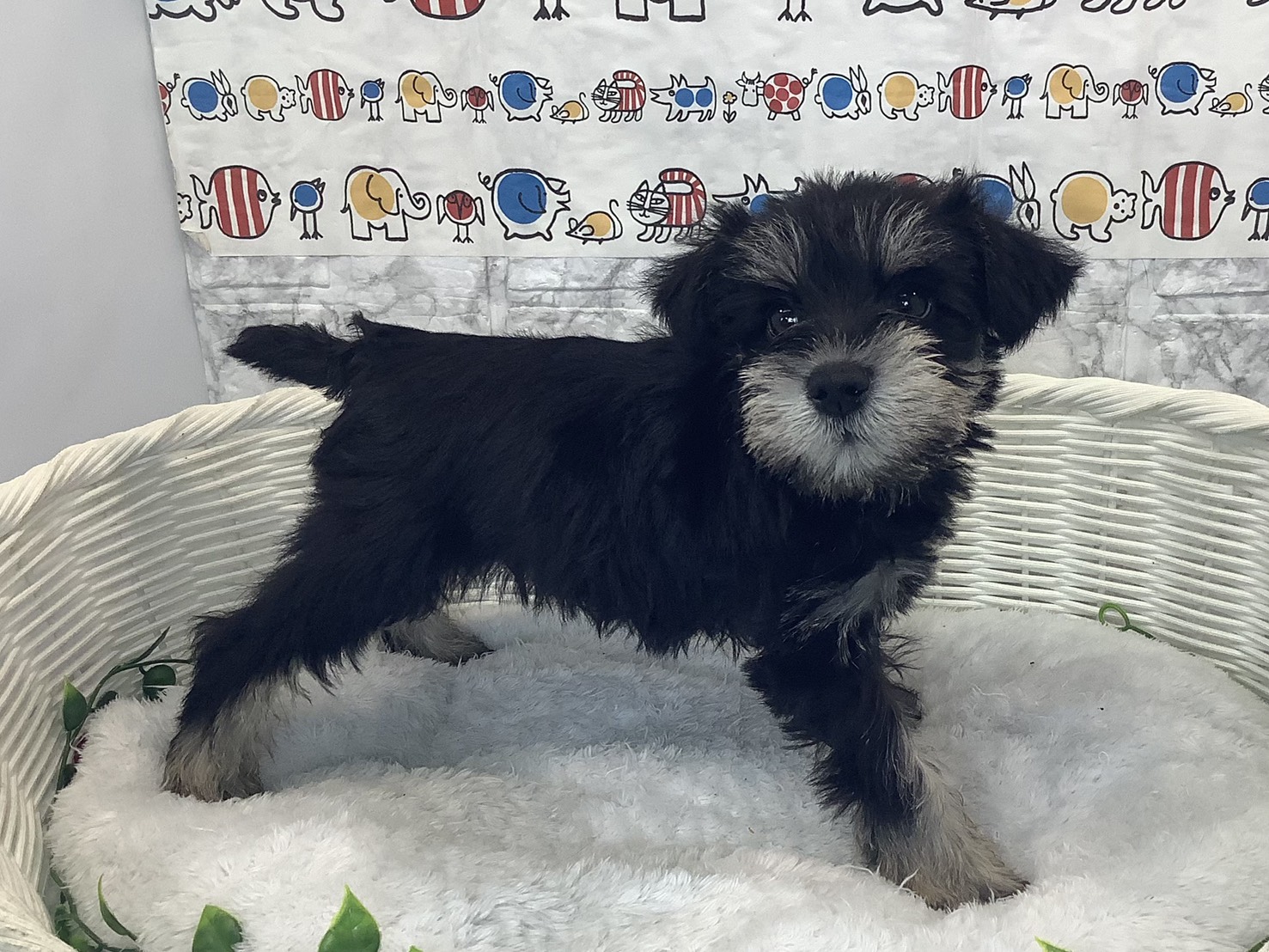 愛知県のミニチュアシュナウザー (ペッツワン岡崎美合店/2025年10月5日生まれ/男の子/ブラックシルバー)の子犬の3枚目の画像