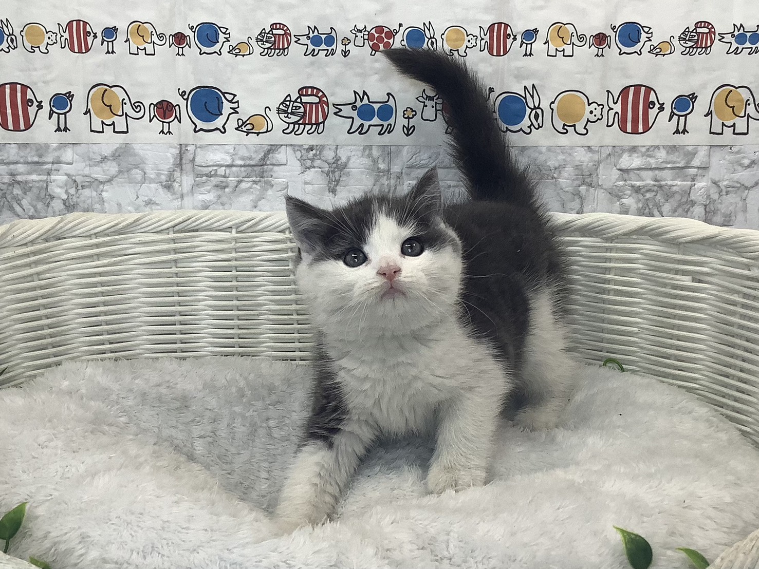 神奈川県のスコティッシュフォールド (マルエスペット相模大野店/2025年10月6日生まれ/男の子/ブルータビーホワイト)の子猫の1枚目の画像