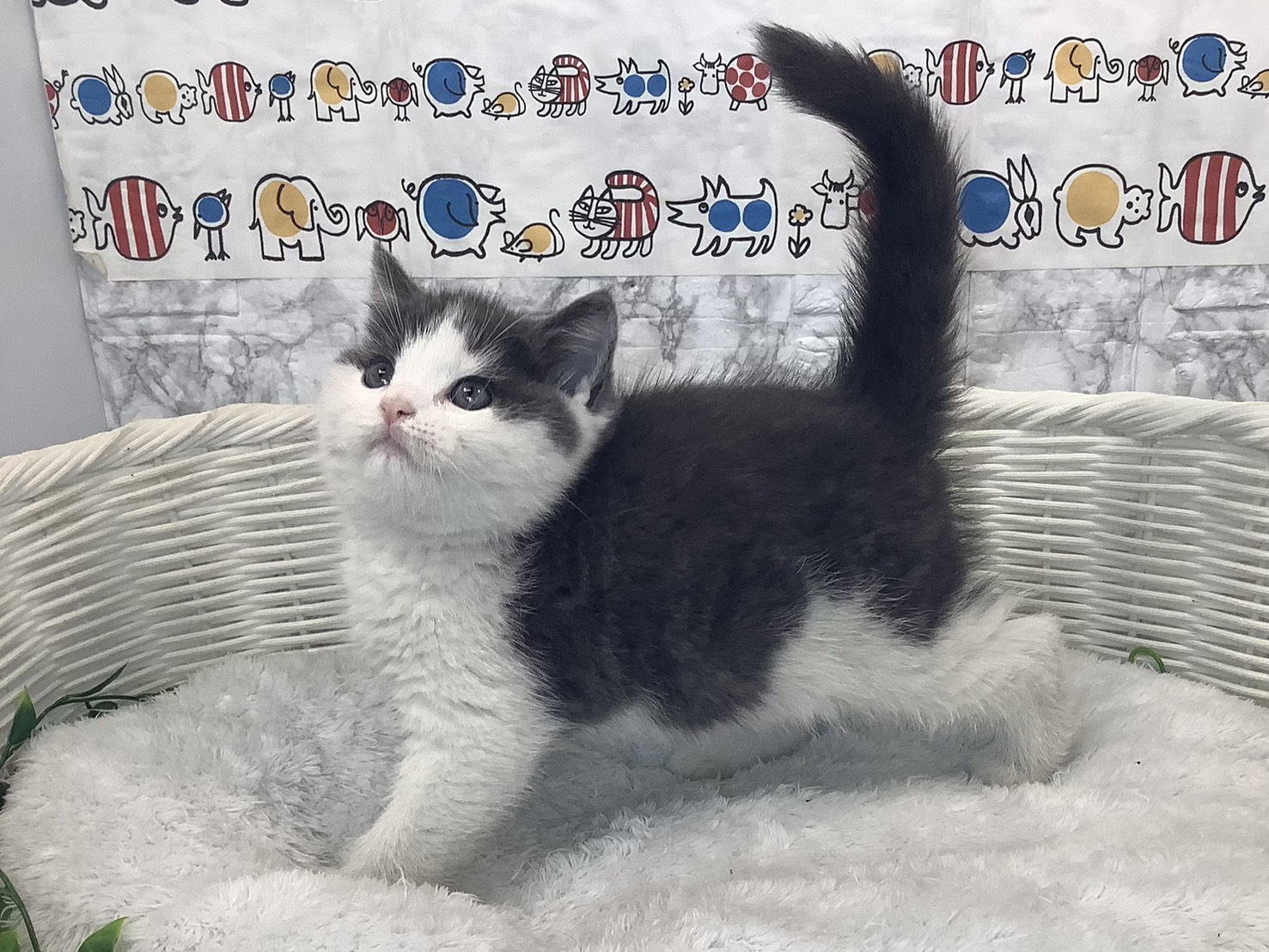 神奈川県のスコティッシュフォールド (マルエスペット相模大野店/2025年10月6日生まれ/男の子/ブルータビーホワイト)の子猫の3枚目の画像