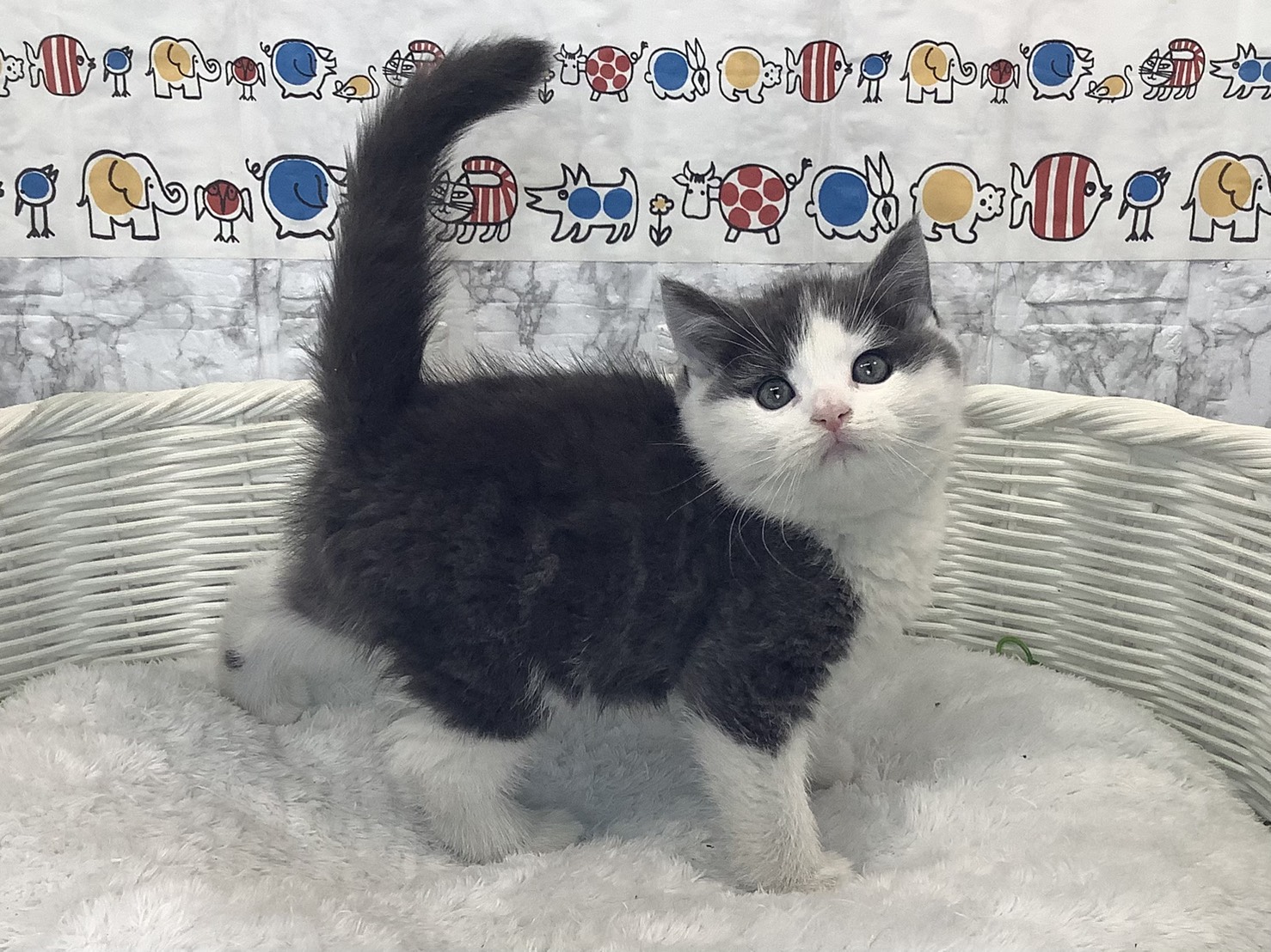 神奈川県のスコティッシュフォールド (マルエスペット相模大野店/2025年10月6日生まれ/男の子/ブルータビーホワイト)の子猫の2枚目の画像