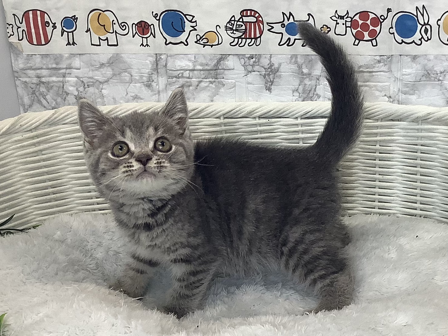 奈良県のスコティッシュフォールド (マルエスペット はんな店/2025年9月8日生まれ/男の子/ブルータビー)の子猫の2枚目の画像