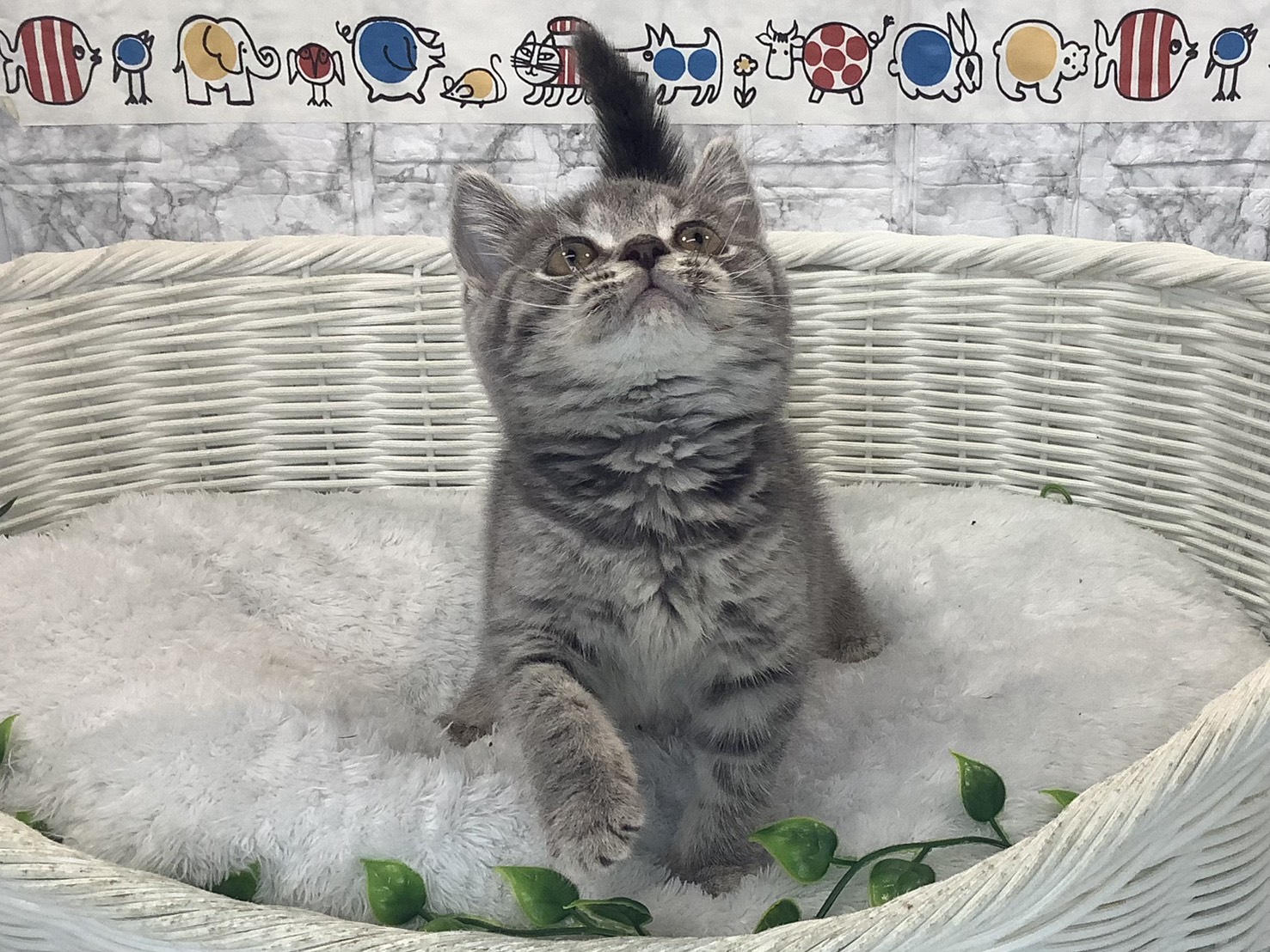 奈良県のスコティッシュフォールド (マルエスペット はんな店/2025年9月8日生まれ/男の子/ブルータビー)の子猫の1枚目の画像