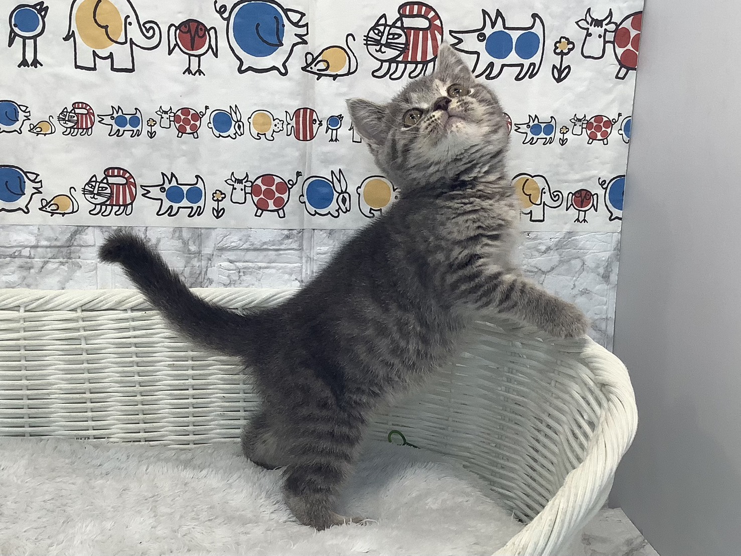 奈良県のスコティッシュフォールド (マルエスペット はんな店/2025年9月8日生まれ/男の子/ブルータビー)の子猫の3枚目の画像