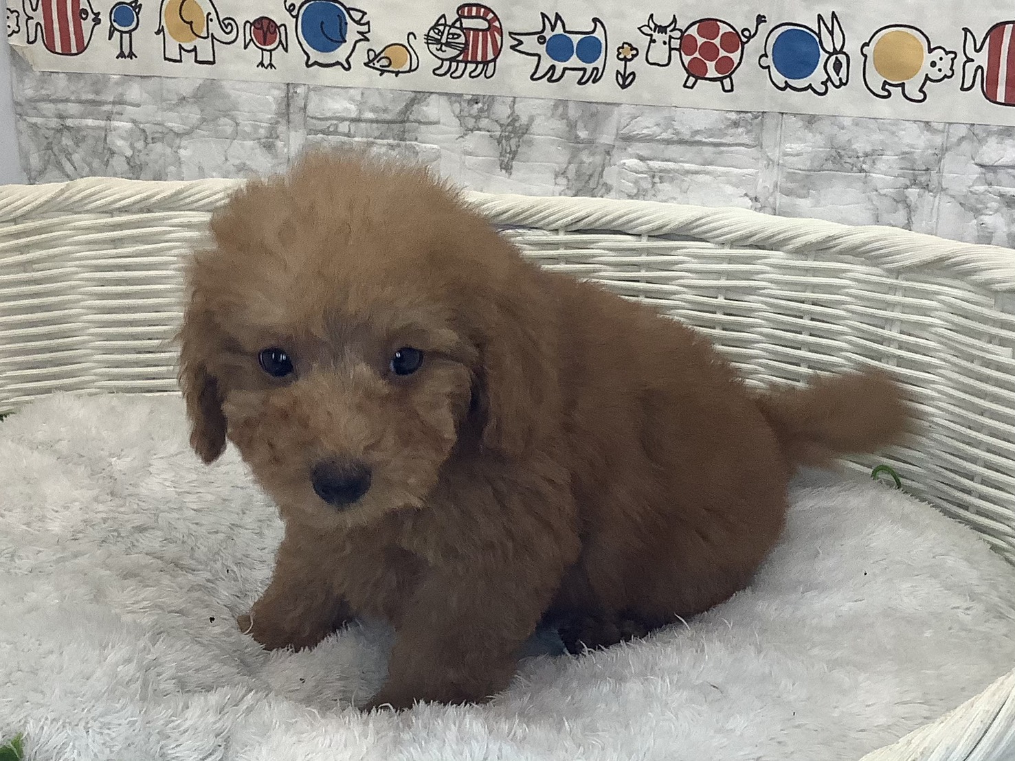 奈良県のトイプードル(トイ) (マルエスペット ヒルステップ生駒店/2025年9月30日生まれ/男の子/オレンジフォーン)の子犬の2枚目の画像