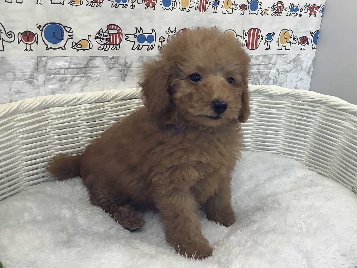 奈良県のトイプードル(トイ) (マルエスペット ヒルステップ生駒店/2025年9月30日生まれ/男の子/オレンジフォーン)の子犬の3枚目の画像